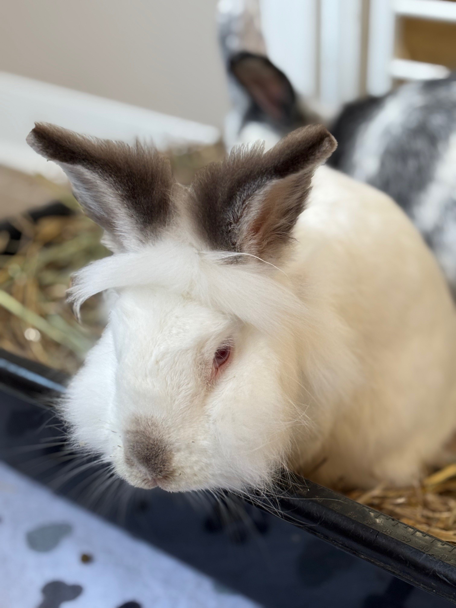 Rabbit Sanctuary