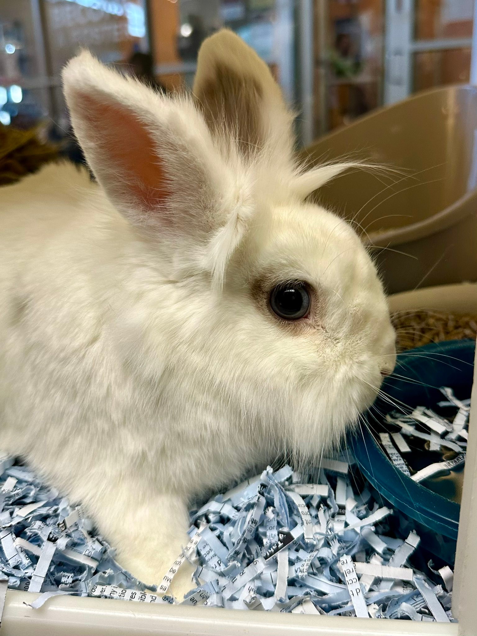Update: ADOPTED WE GOT A BUNNY 🐰... - Kansas Humane Society | Facebook