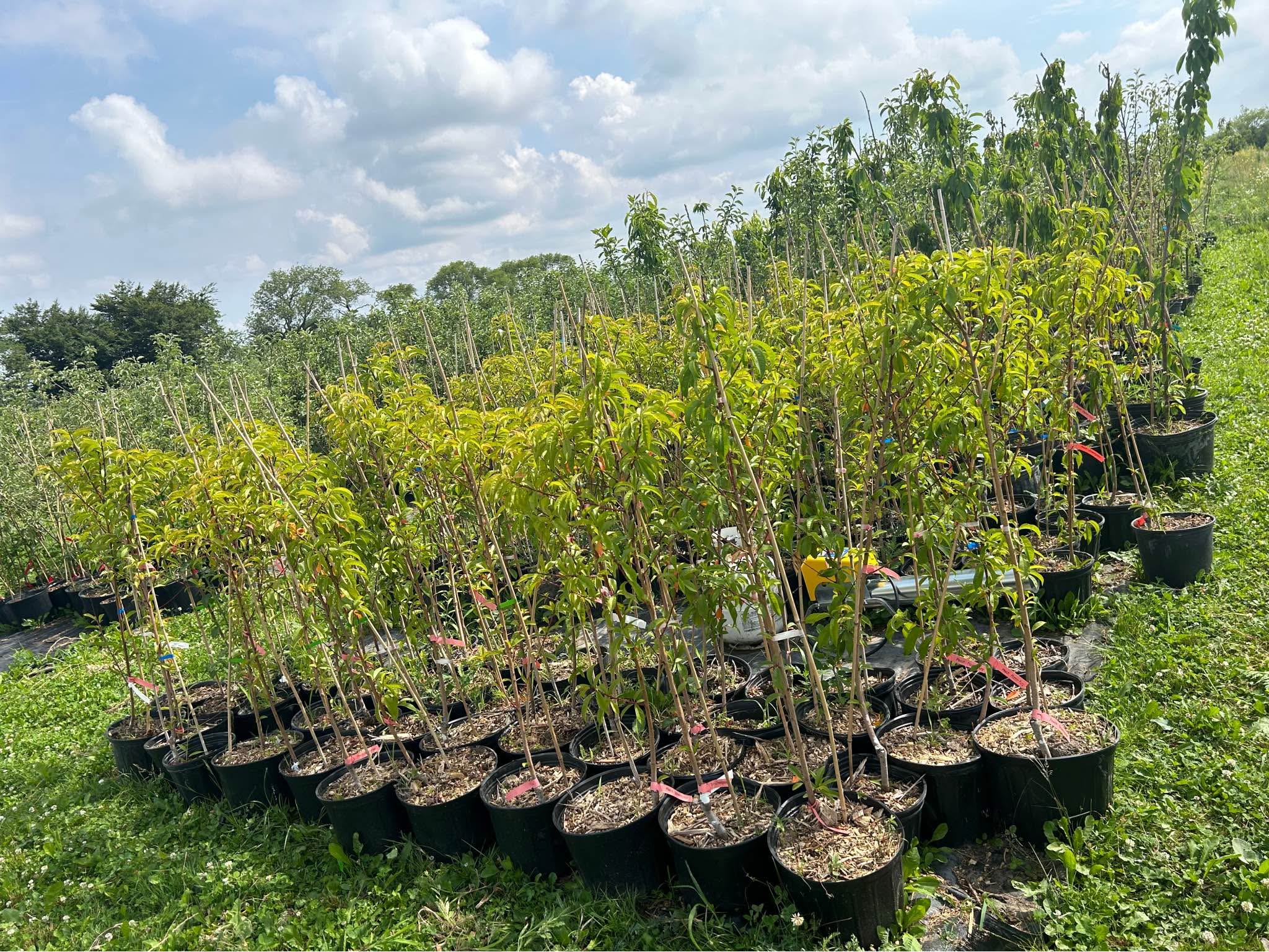 Peach Trees - Reduced Price - Plants & Seedlings - Port Perry, Ontario ...