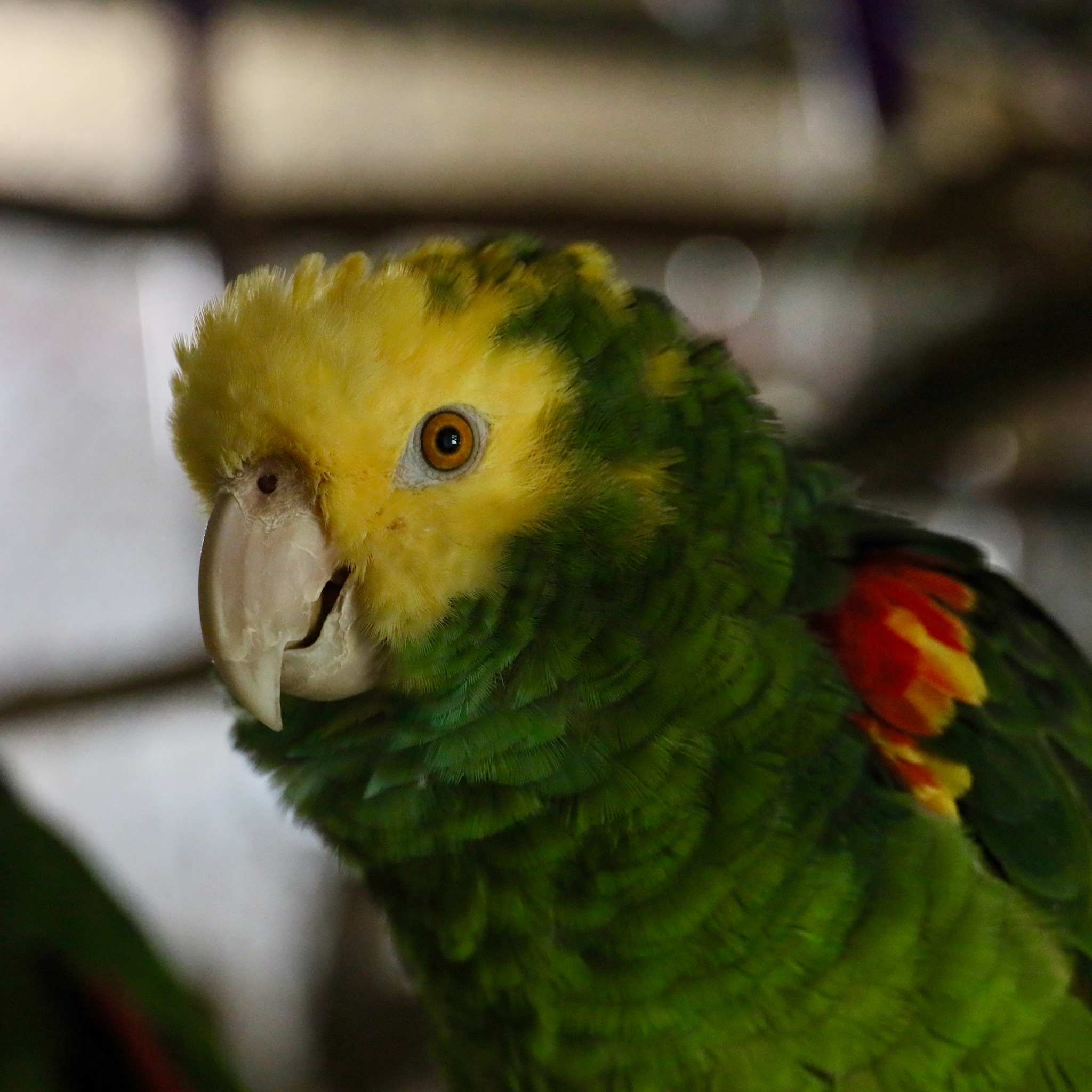 Foster - The majority of birds admitted into our sanctuary for lifelong ...