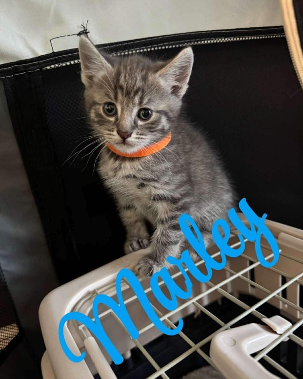 Saving Animals Matters... - Saving Animals Matters Rescue