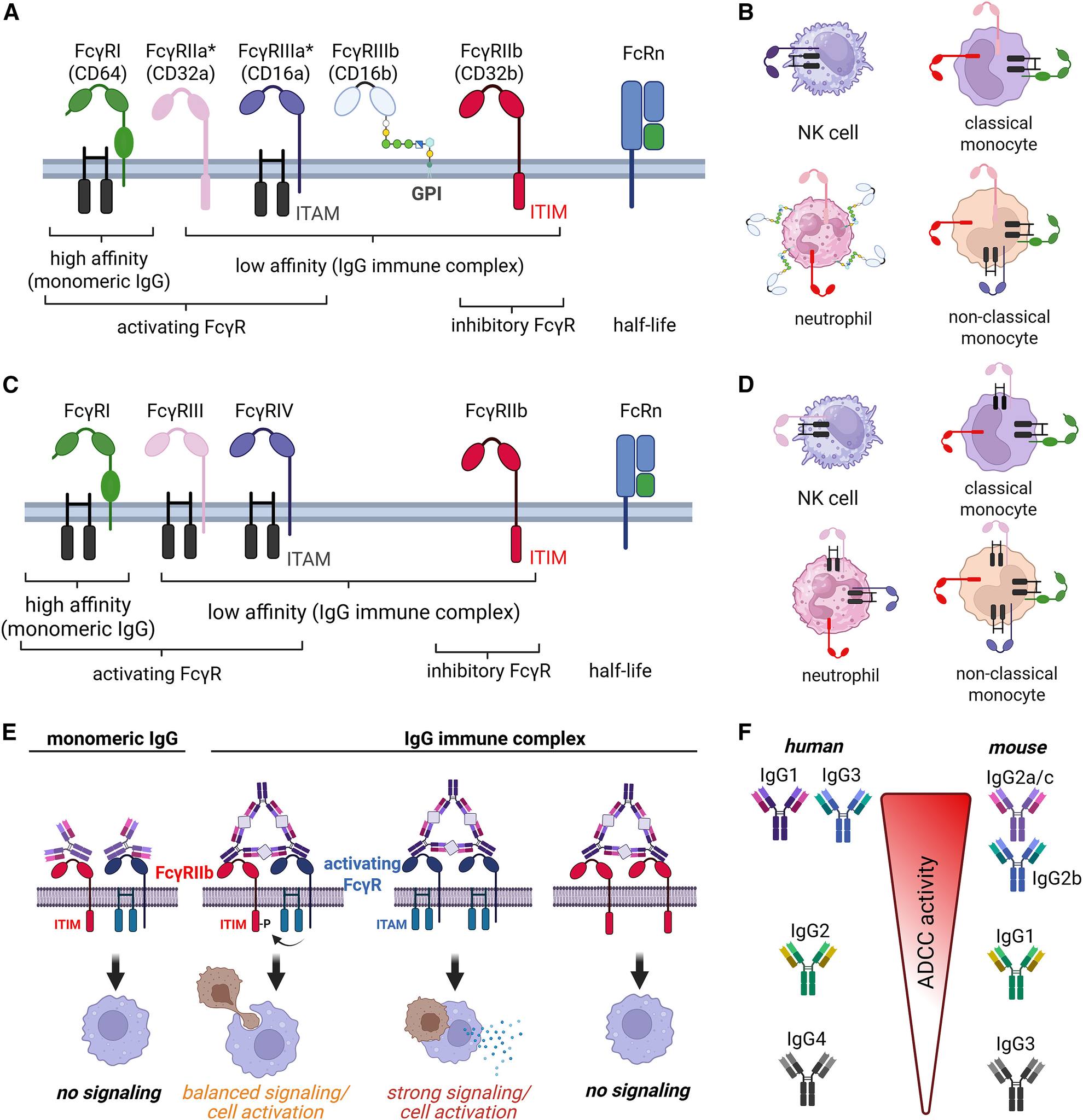 Cancer - Fcγ Receptors as Central Effectors of IgG-Mediated ...