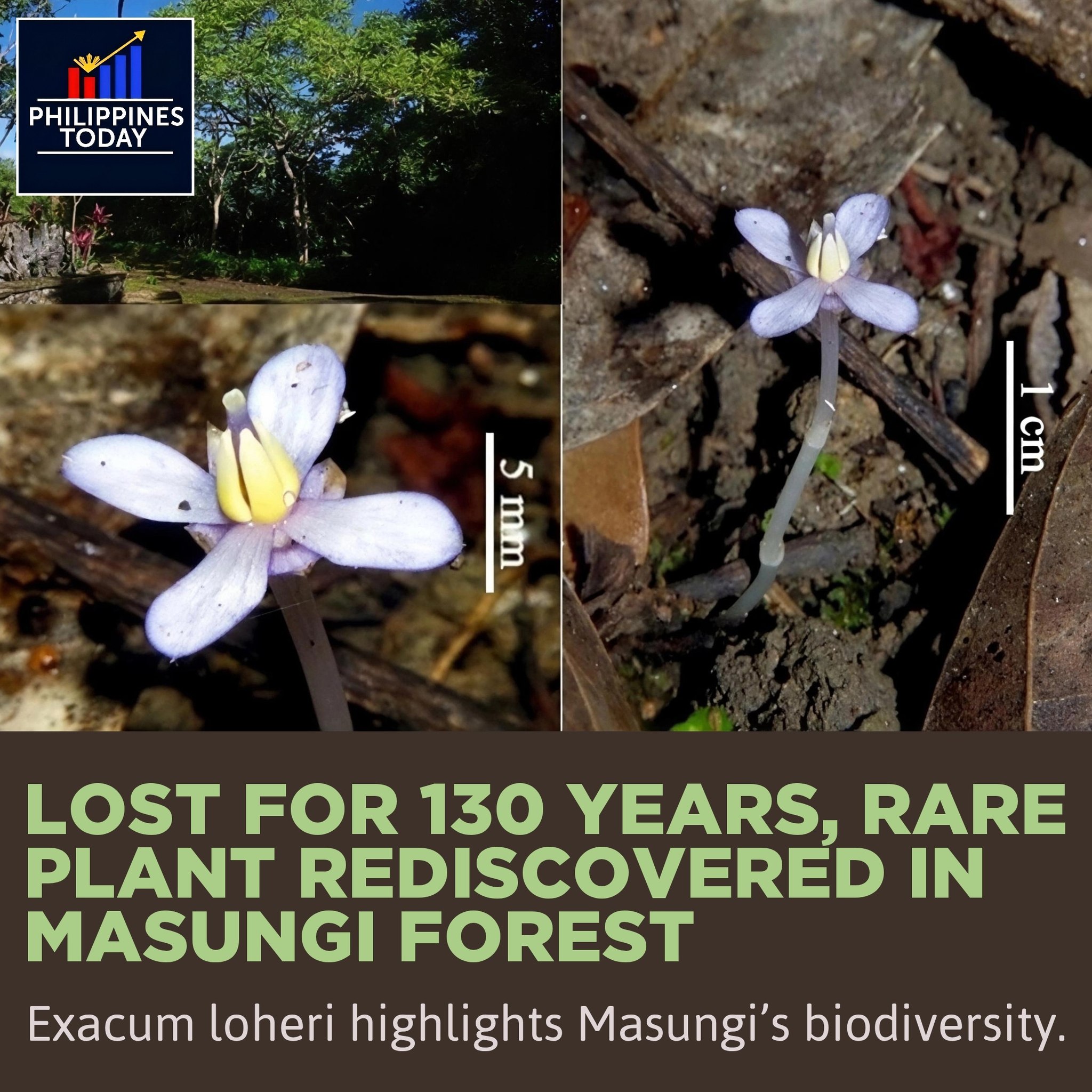 Philippines - #NewsBrief : A plant thought lost for more than 130 years ...