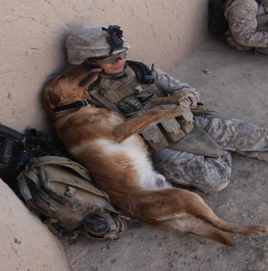 Rottweiler Life - In the midst of battle, a soldier and... | Facebook