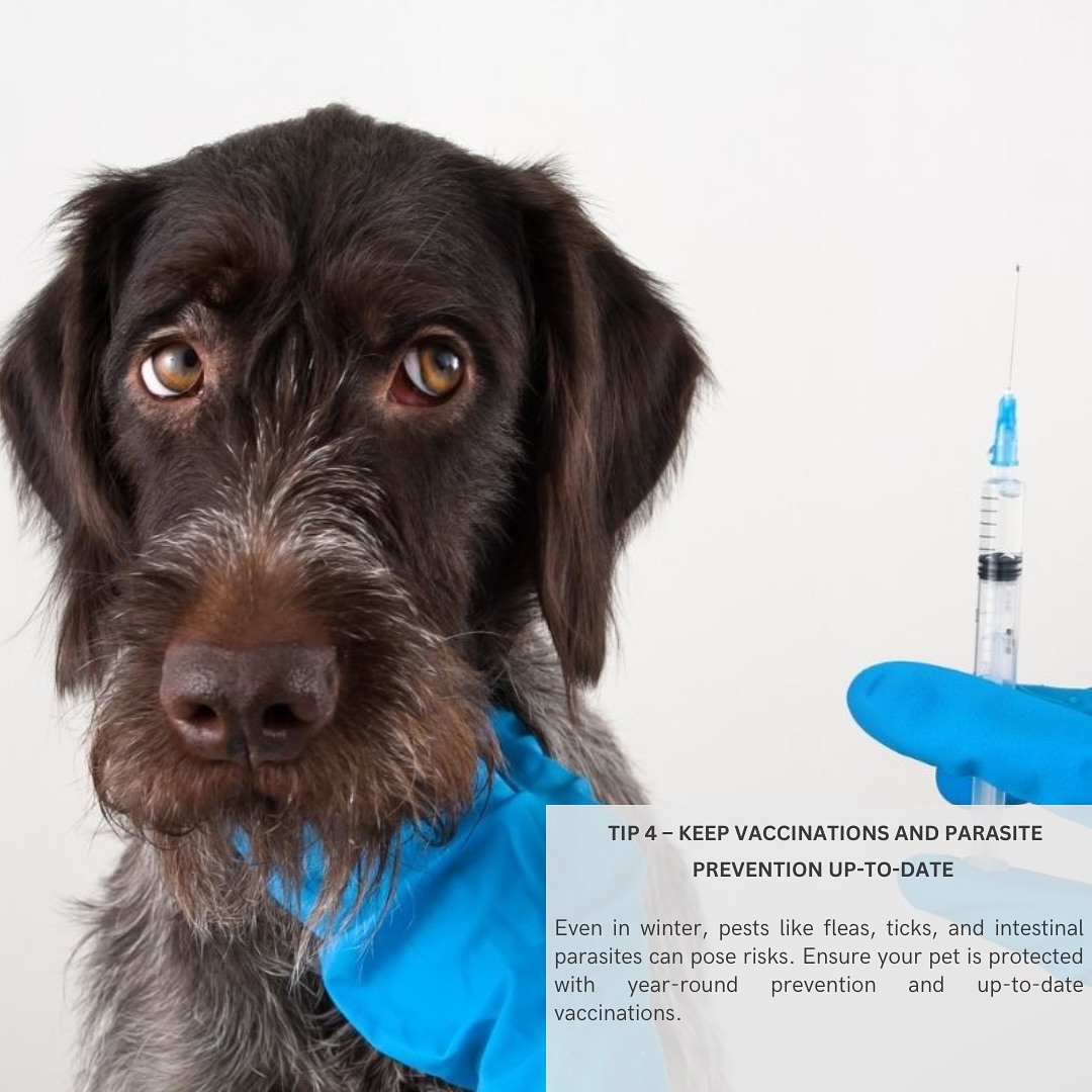 Kiti Veterinary Center | Kition