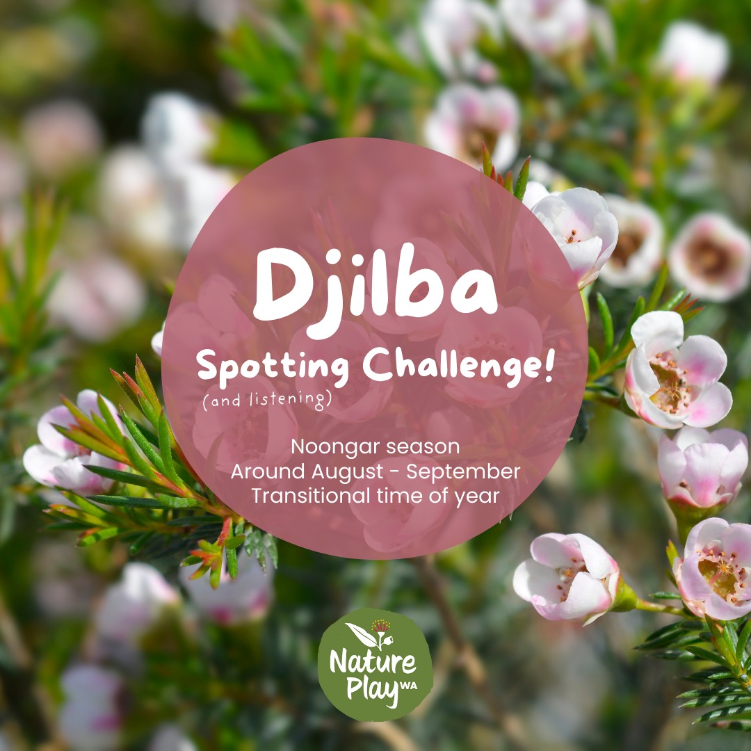 Nature Play WA - How can you tell when Djilba is upon us?... | Facebook