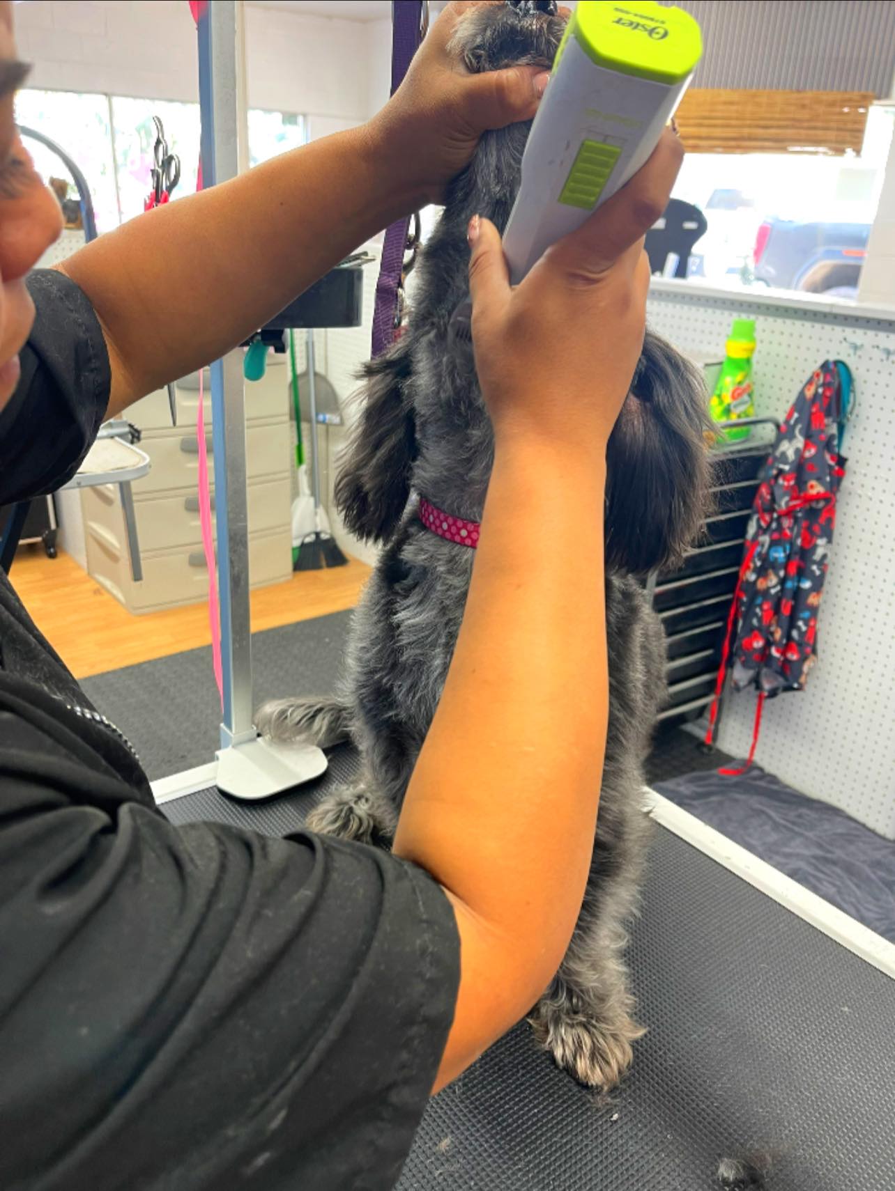 Photo inspiration: Visual Reference: Class Act Pet Grooming