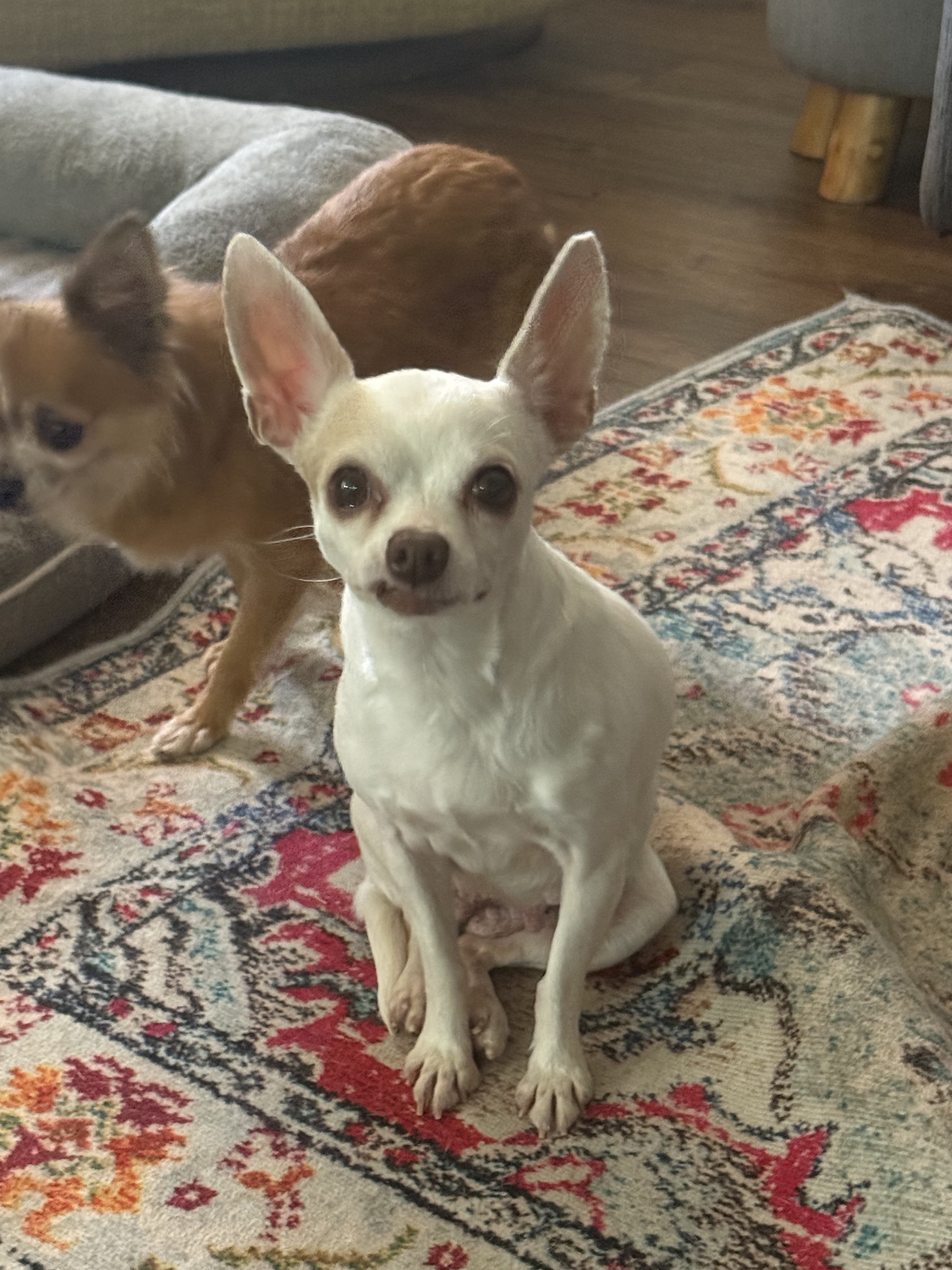 Pitiful Pups - ️ADOPTED ️ Meet Cindy Lou, a 7-year-old... | Facebook