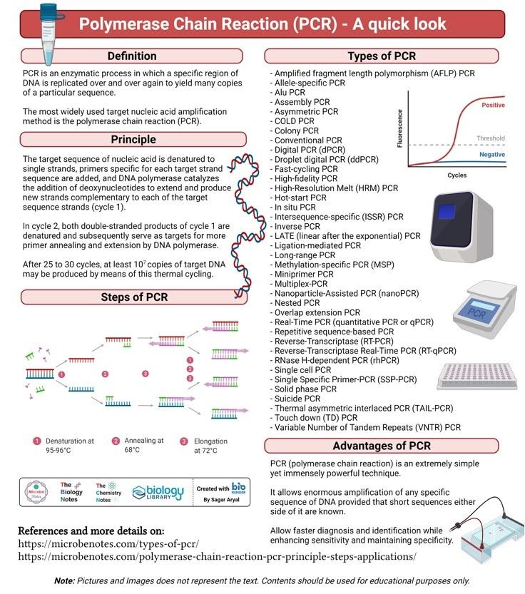 Medical Laboratory Scientist - MLS - PCR at a Glance: Principles, Steps ...