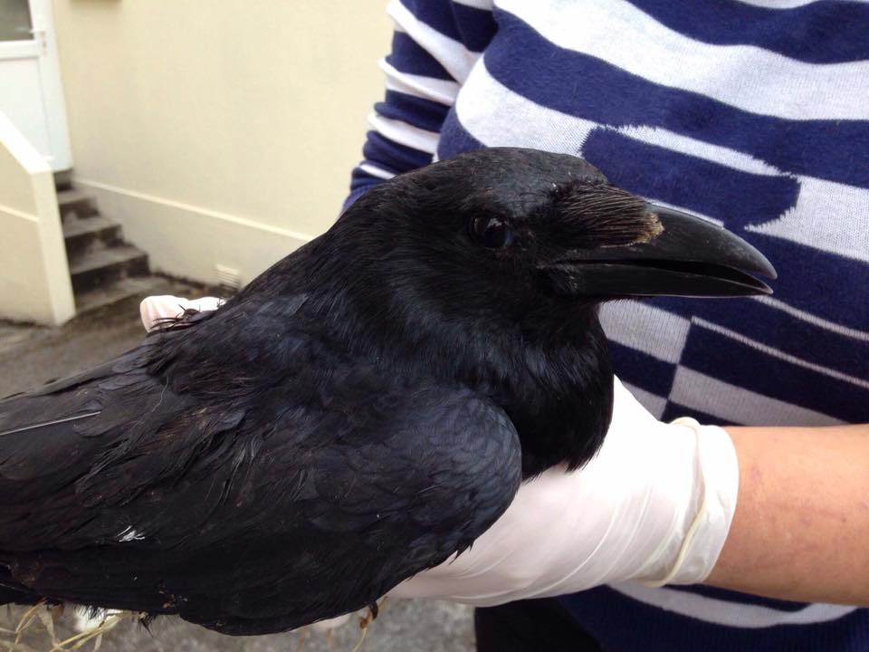 Cornwall Crow Rescue.