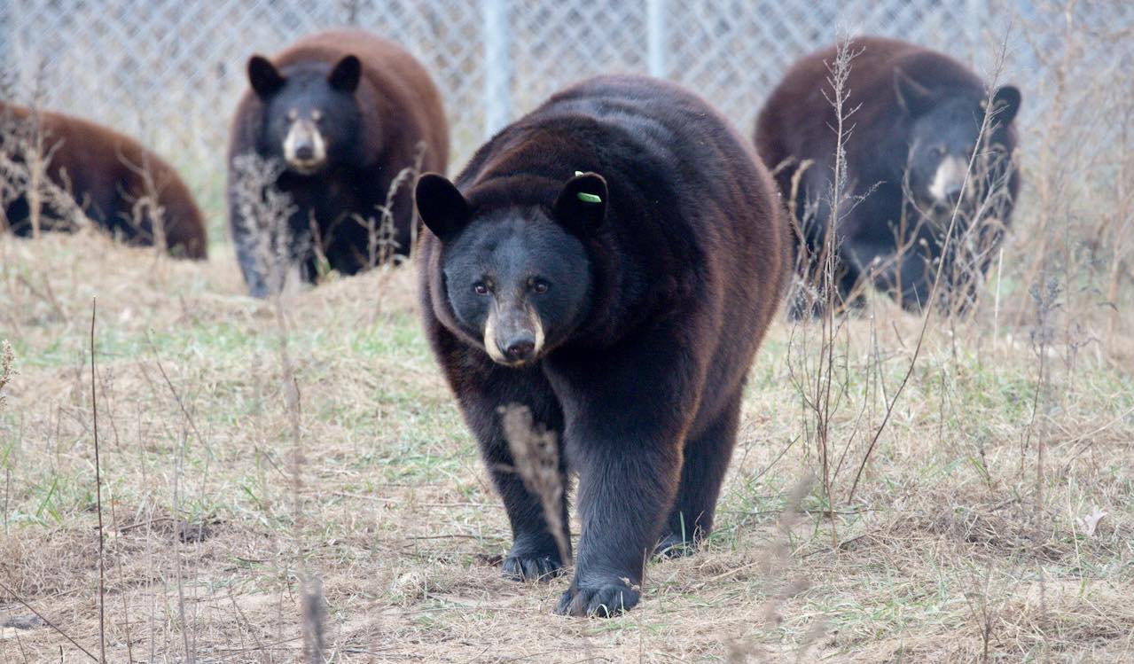 Wildlife - Now those are some perfectly plump bears! Come stop the ...