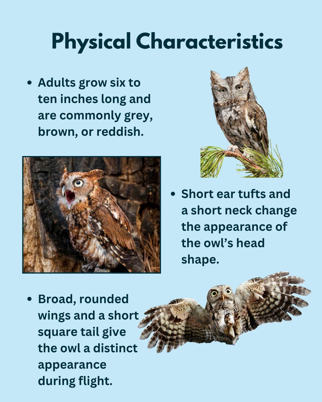 Mill - Meet the Eastern Screech Owl!🦉 This small nocturnal owl is a BIG ...