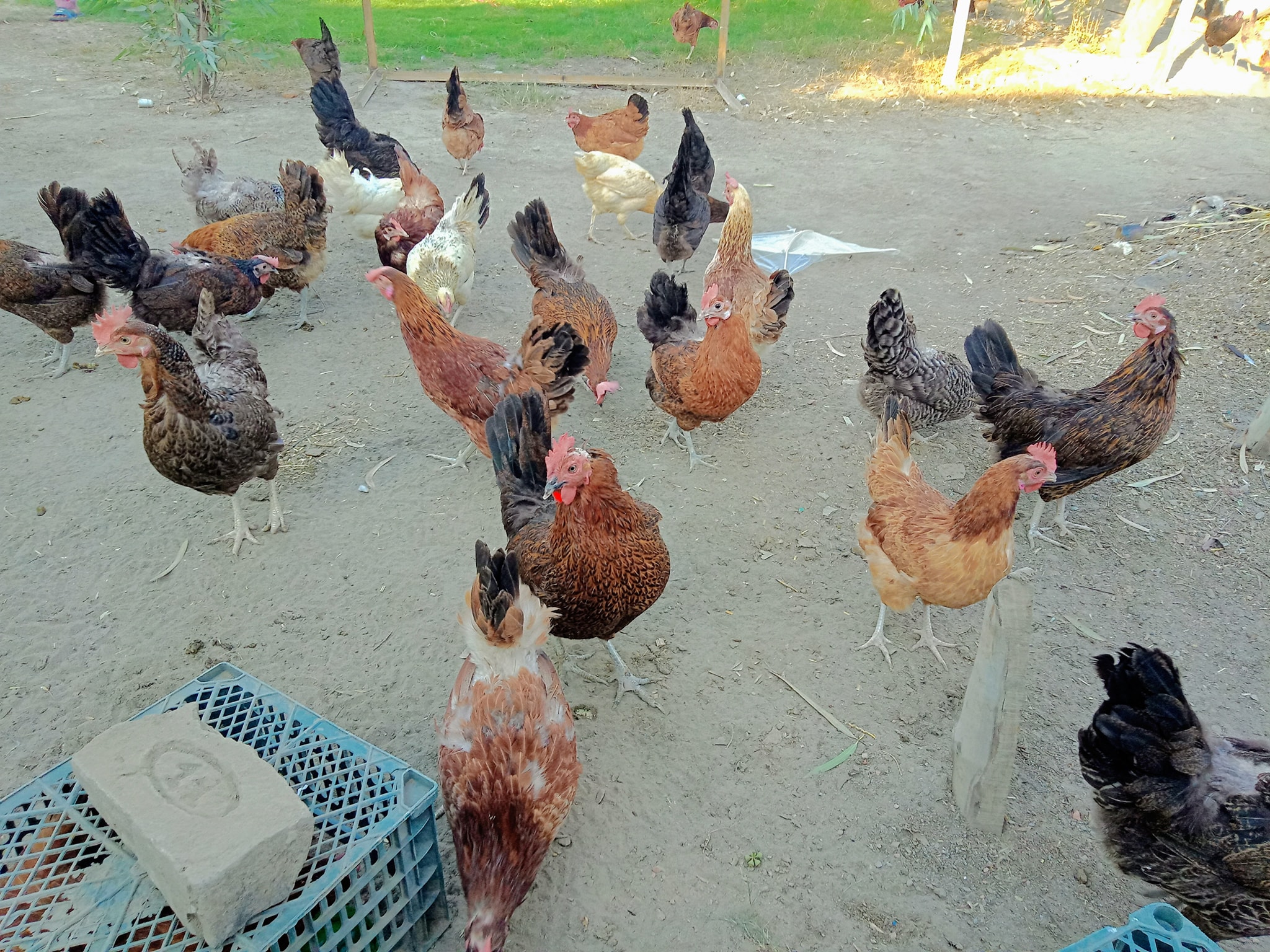 Sheikh Poultry Farm
