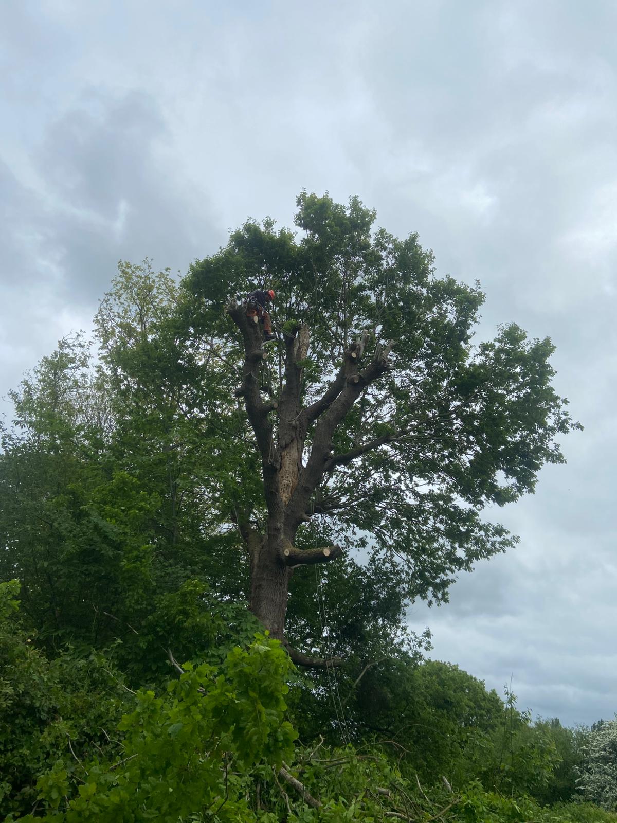 Tree Pro Ltd | Maidstone
