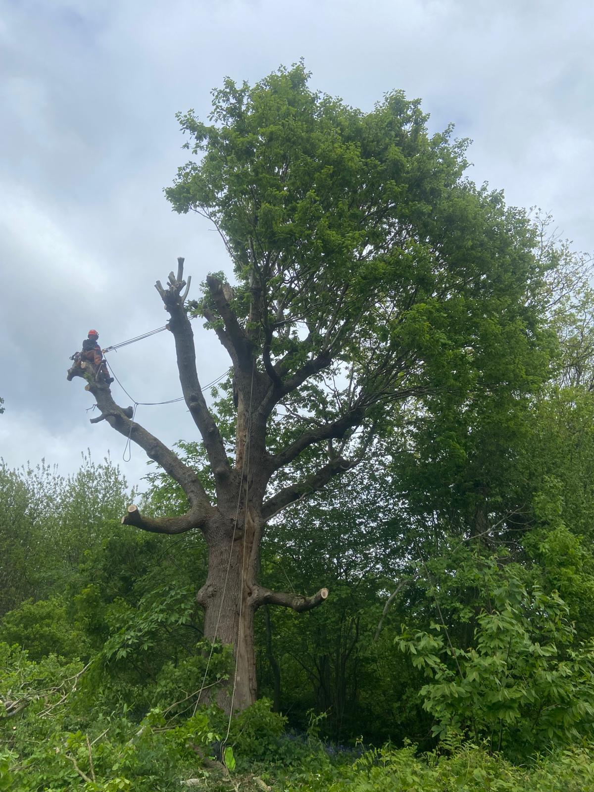 Tree Pro Ltd | Maidstone