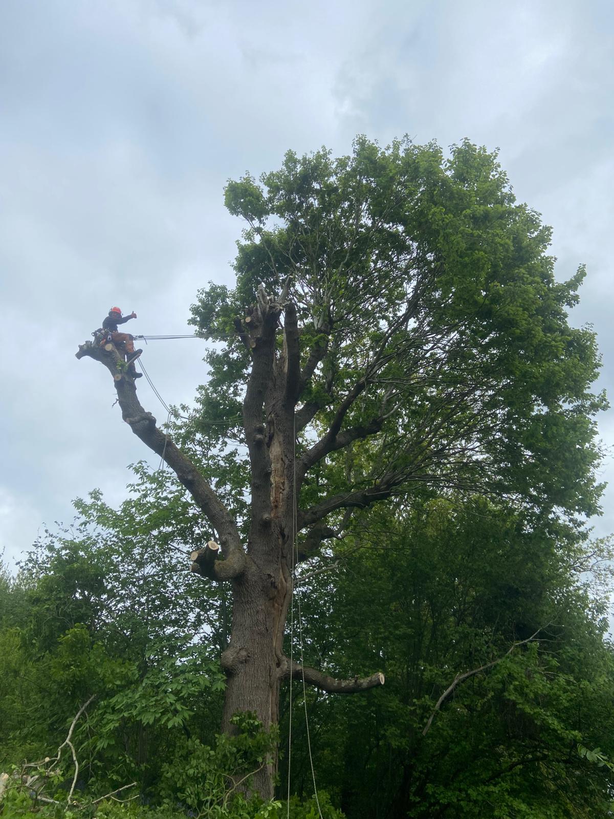 Tree Pro Ltd | Maidstone