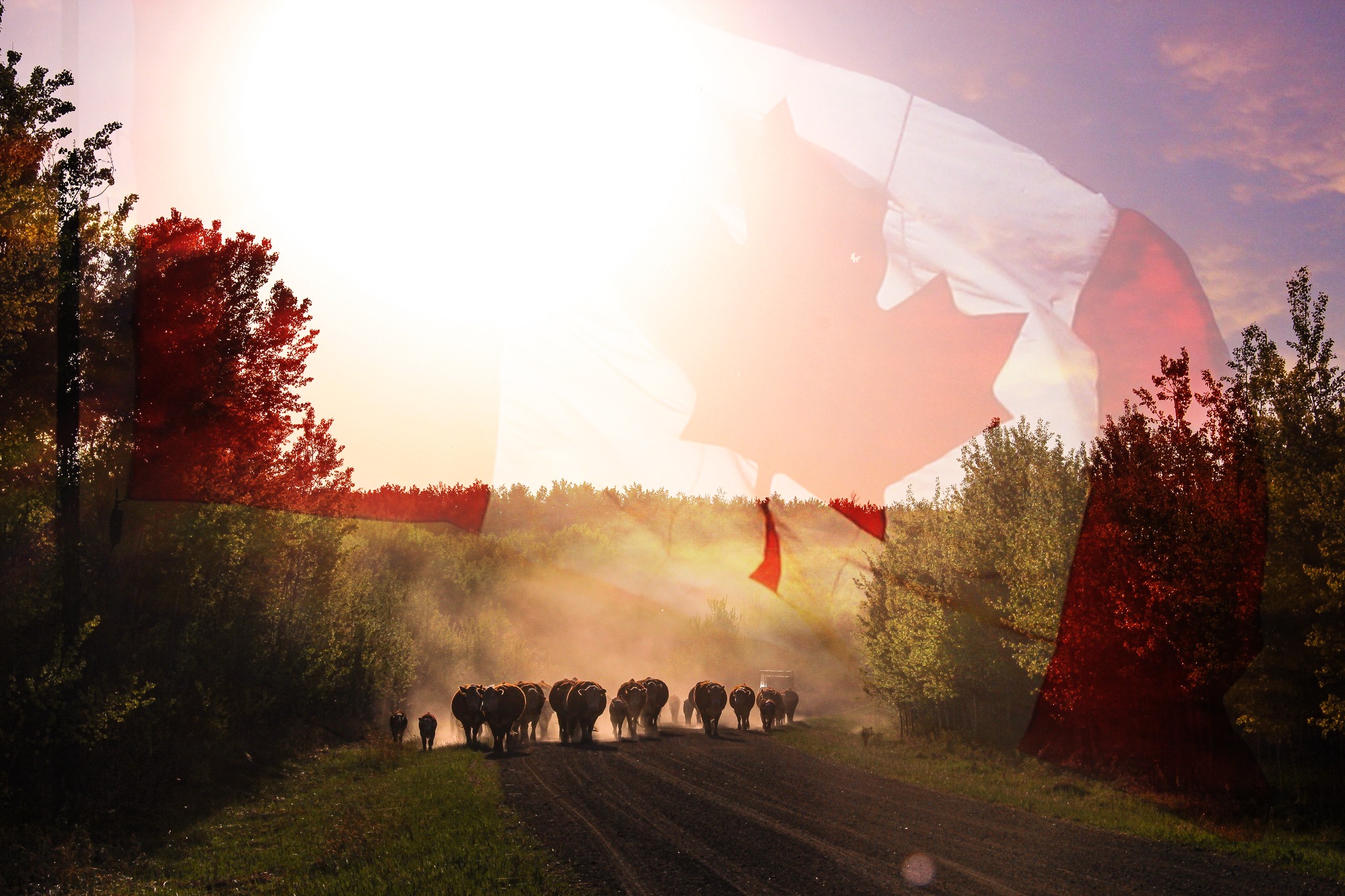 K-Cow Ranch
