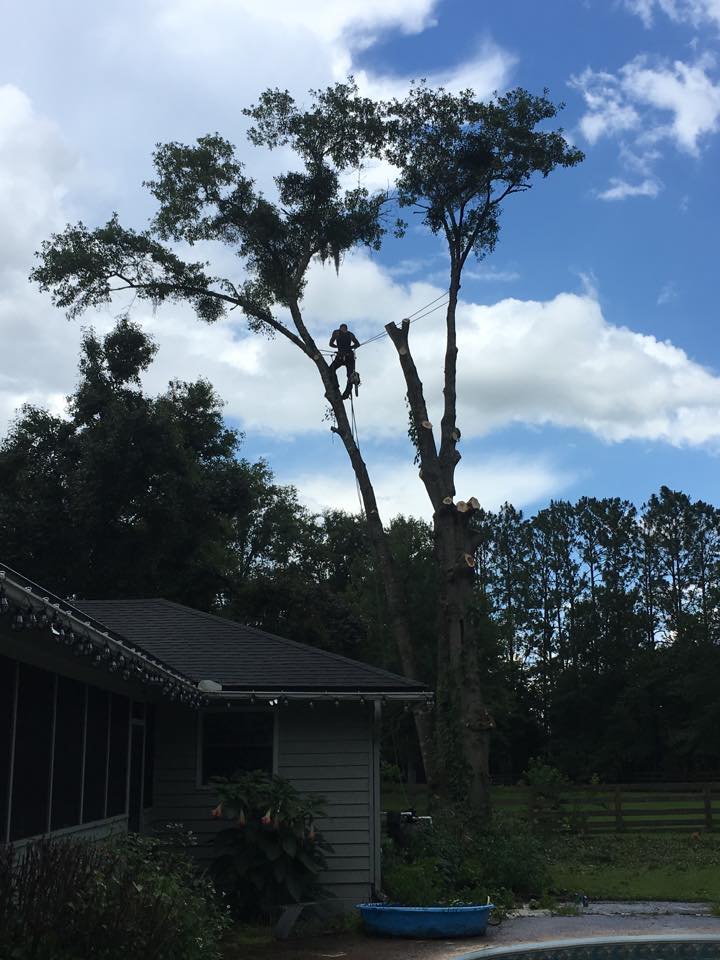 BT Tree Service LLC