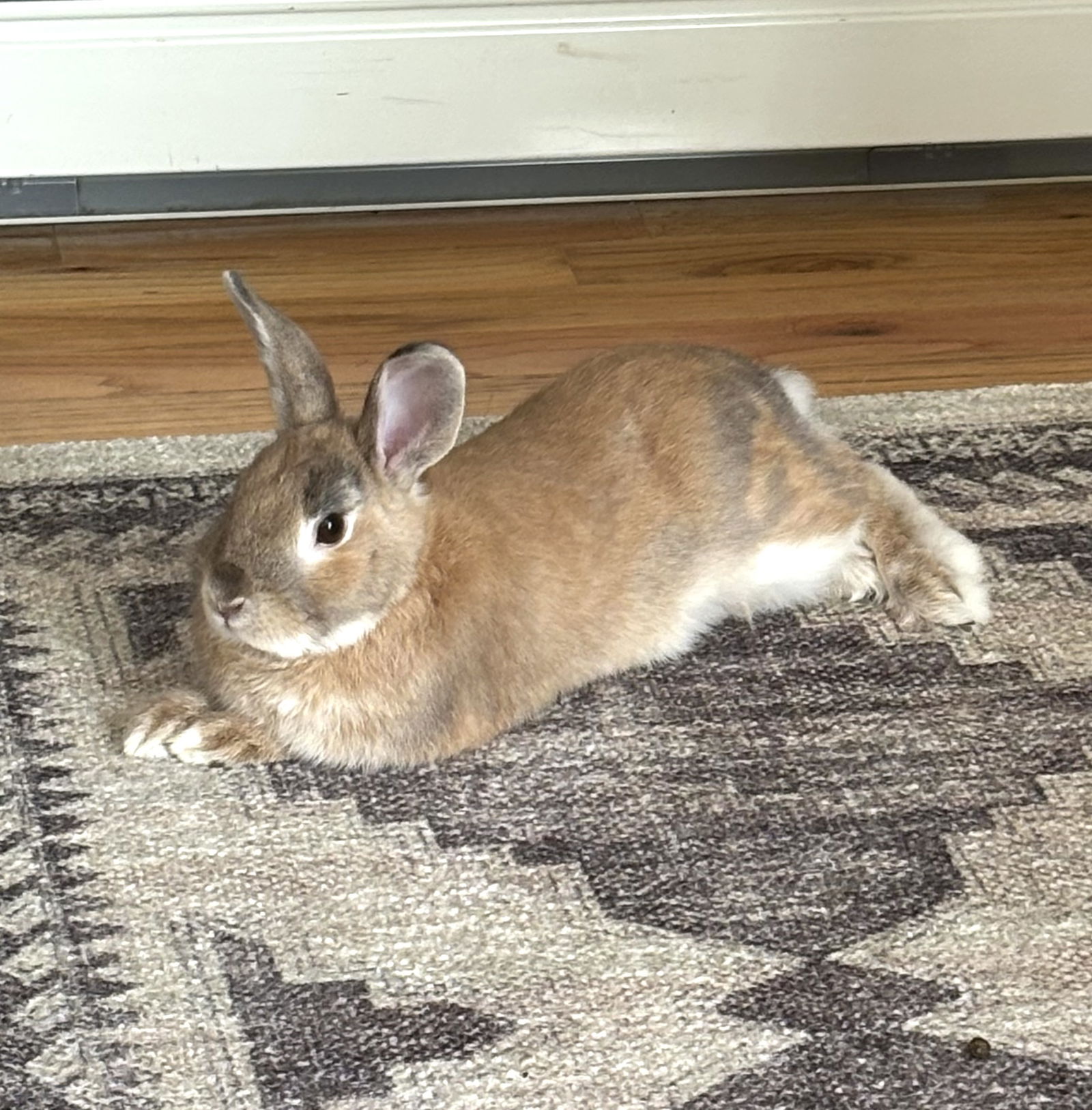 In this season of... - Long Island Rabbit Rescue Group | Facebook