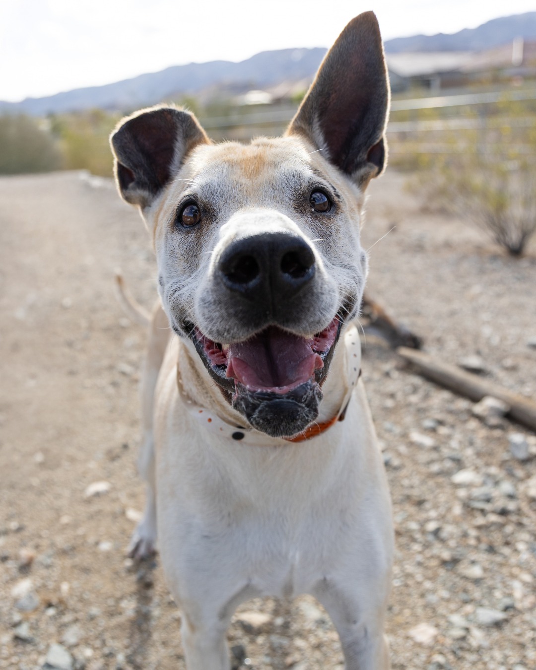 Coco has been in and out of our... - Arizona Humane Society | Facebook