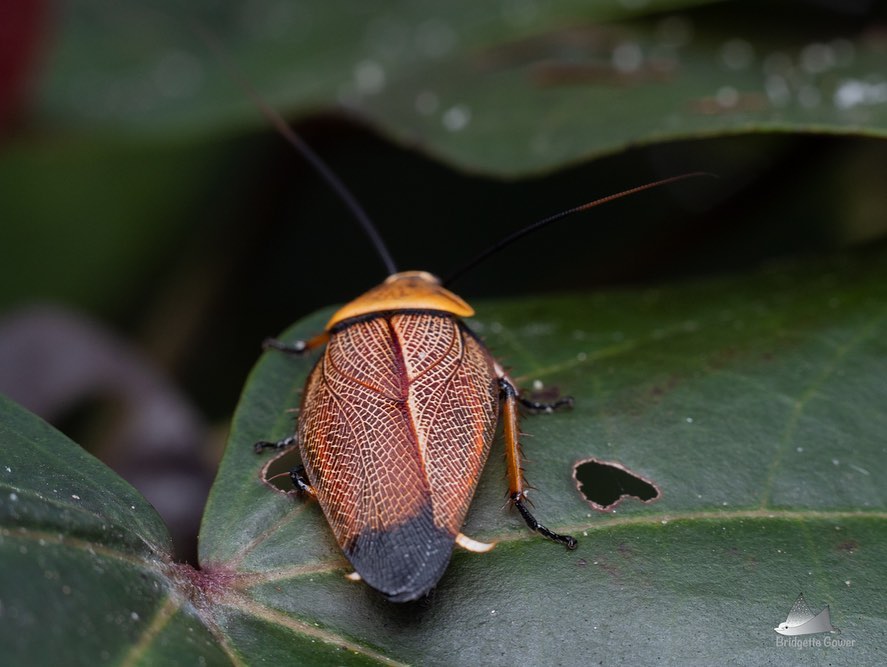 The Beautiful Cockroach... - Nature Love Photography