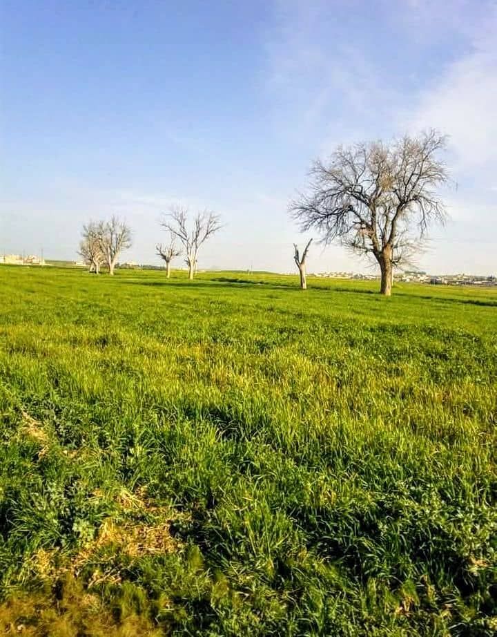 سعن الحمر