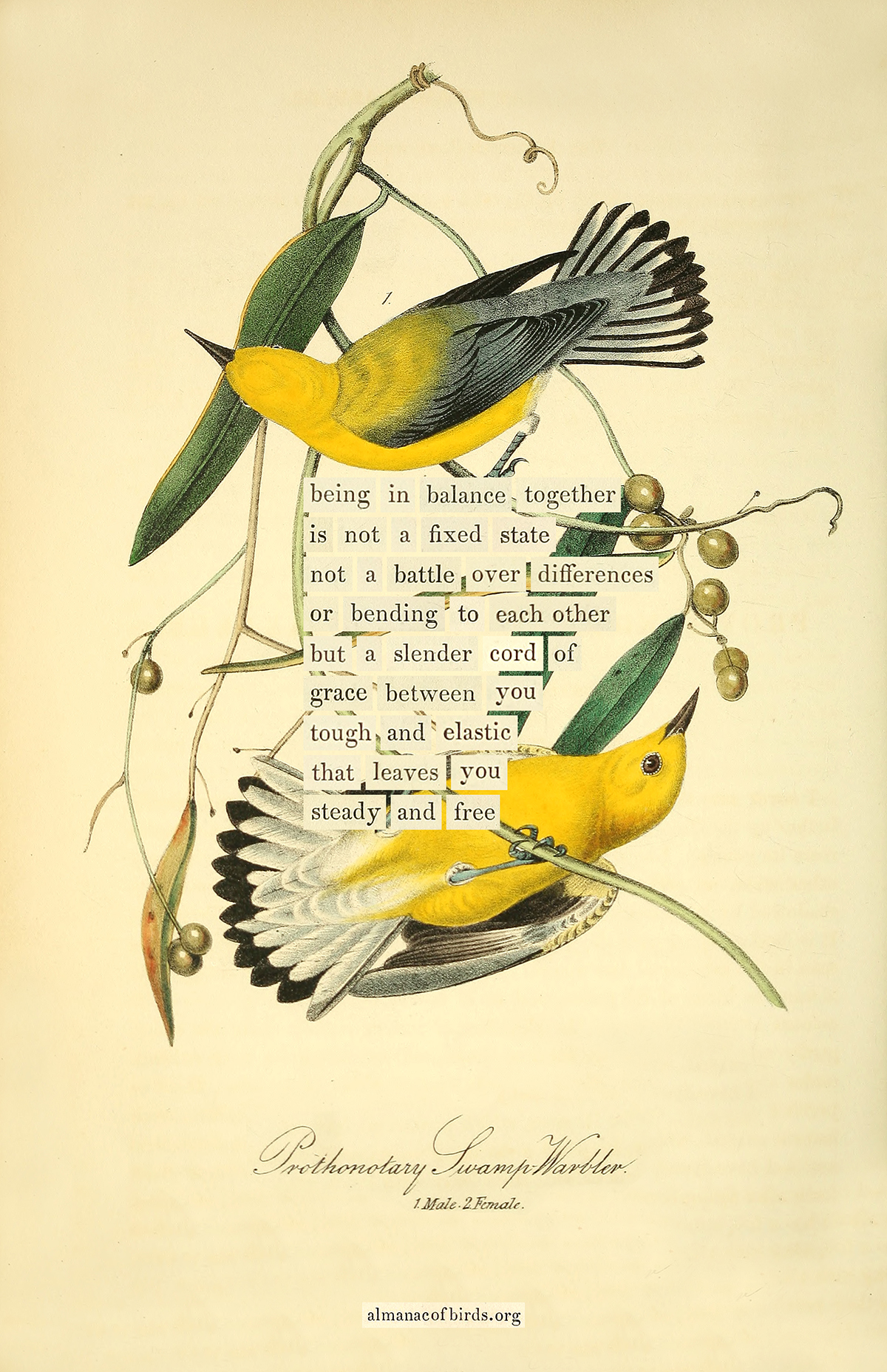 The Marginalian - A bird divination for your Sunday. See more, and read ...