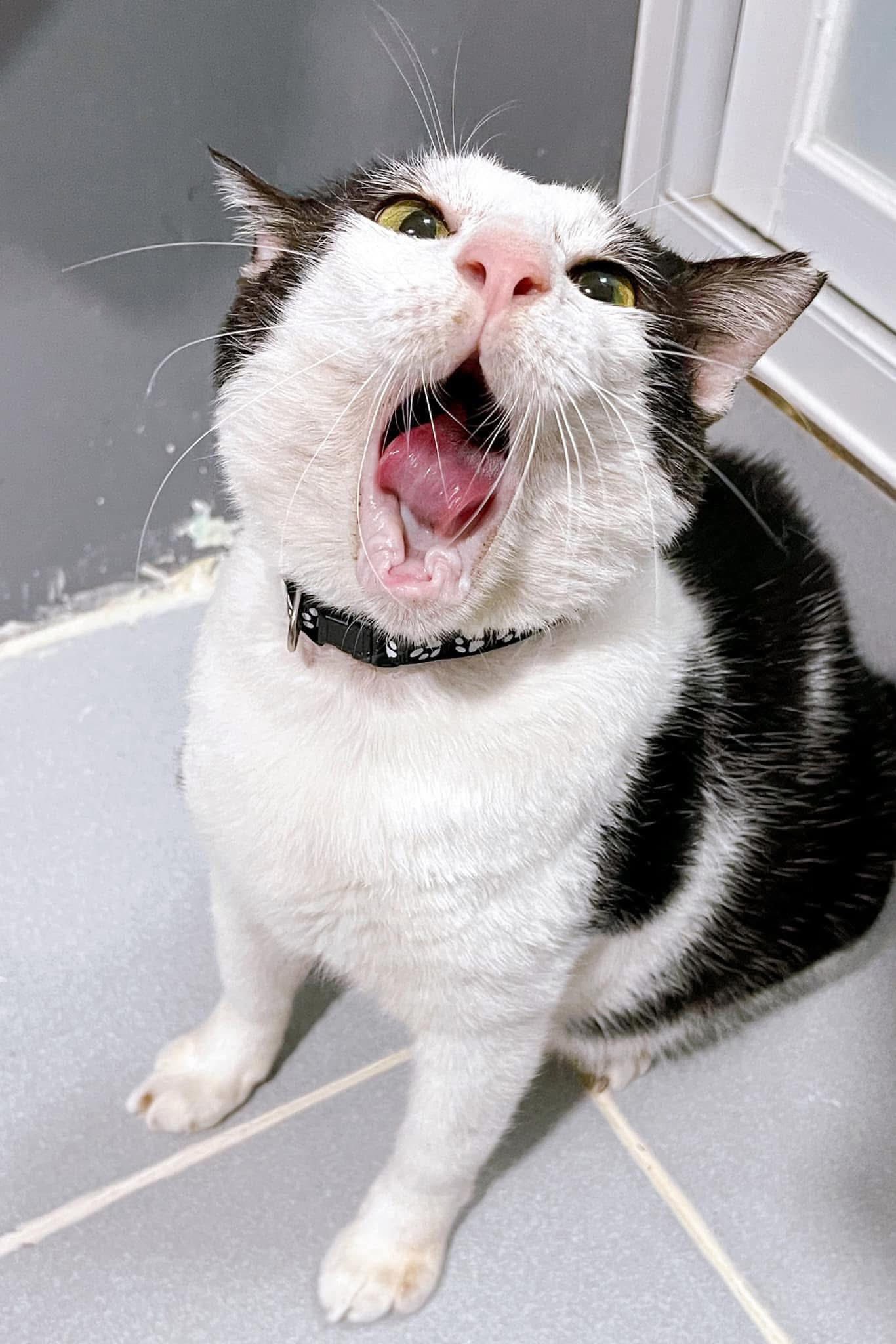 The Cat House - How Do Toothless Cats Eat? Surprisingly... | Facebook