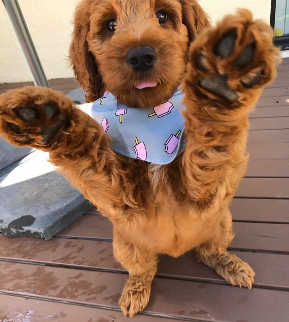 GeoPaws
