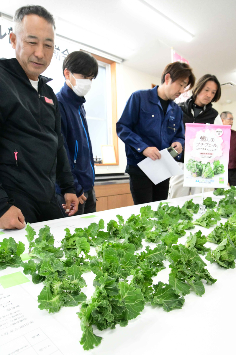 ✨〇○〇プチヴェール出荷スタート〇○〇✨ 沼津市・長泉町・清水町で