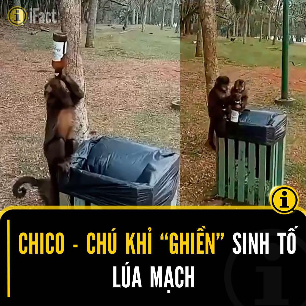 IFact - #FUN Giữa cái nắng như đổ lửa ở Brazil, chú khỉ capuchin tên ...