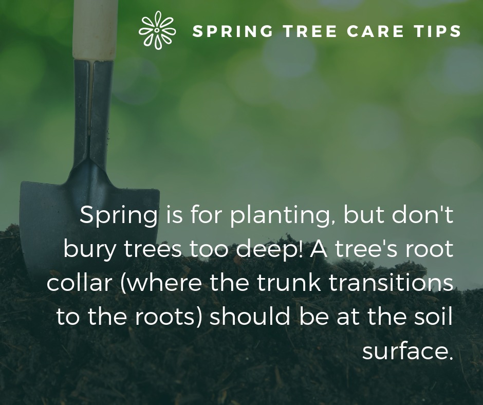 Bartlett Tree Experts - San Rafael | San Rafael CA
