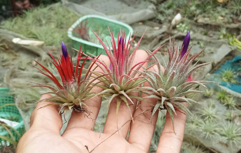 Tillandsia ionantha seeding ron from RFI