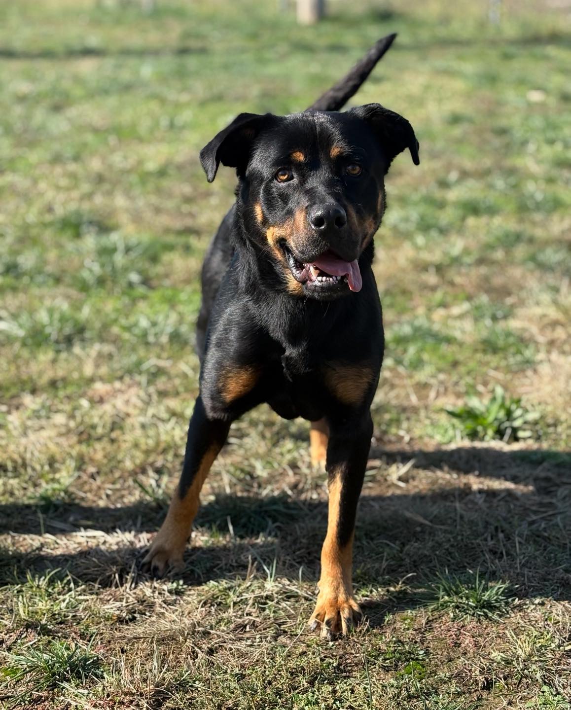 Waynesville/Saint - Meet Reaper! 🔮 This spunky boy is a 3year old ...