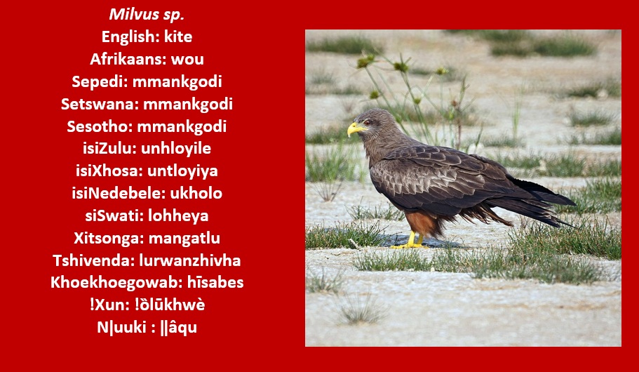 Bird Names in African Languages - Balearica regulorum: Grey Crowned ...