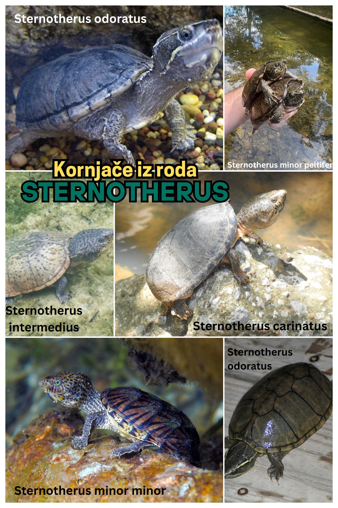 Kornjace.com - Divni Svijet Kornjača