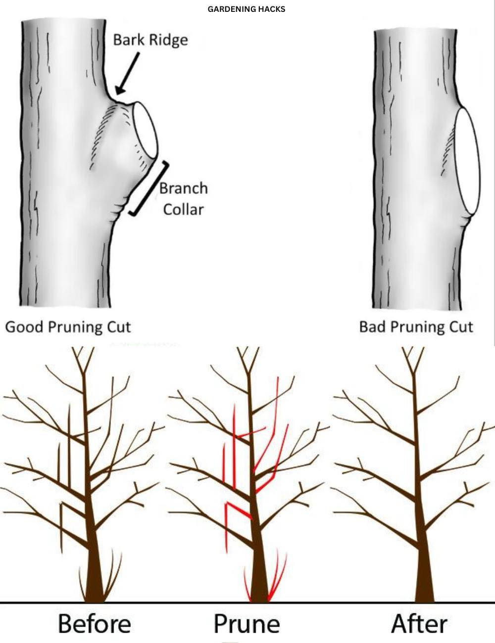 Gardening Hacks - How and When to Prune Trees and Shrubs🌳...