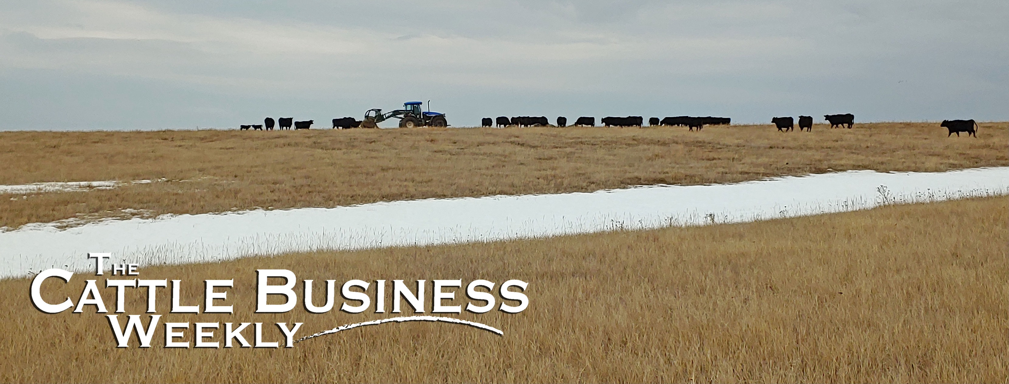 The Cattle Business Weekly | Philip SD