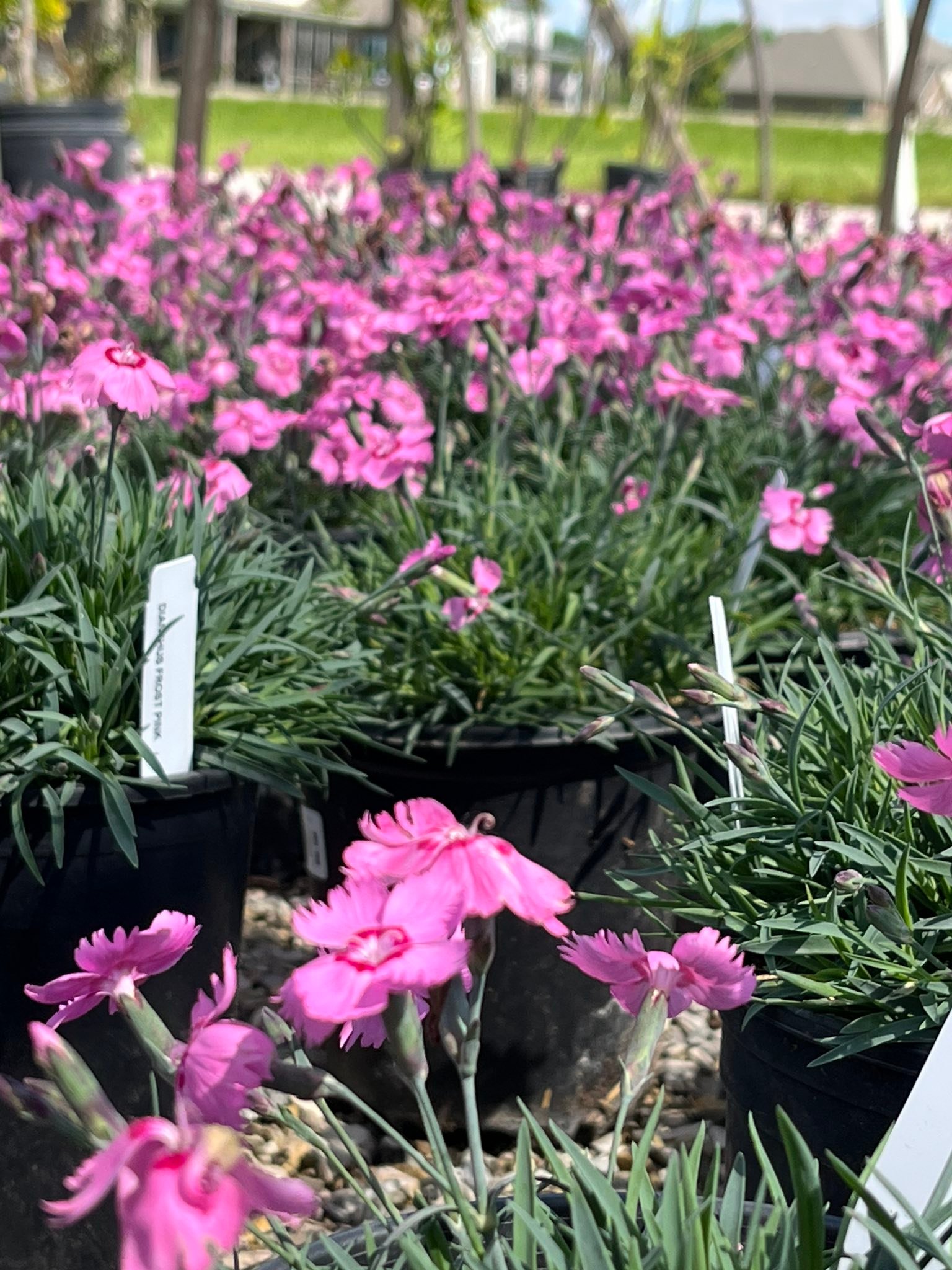 Here’s what’s in bloom at SWN! We have... - SWN Garden Center | Facebook