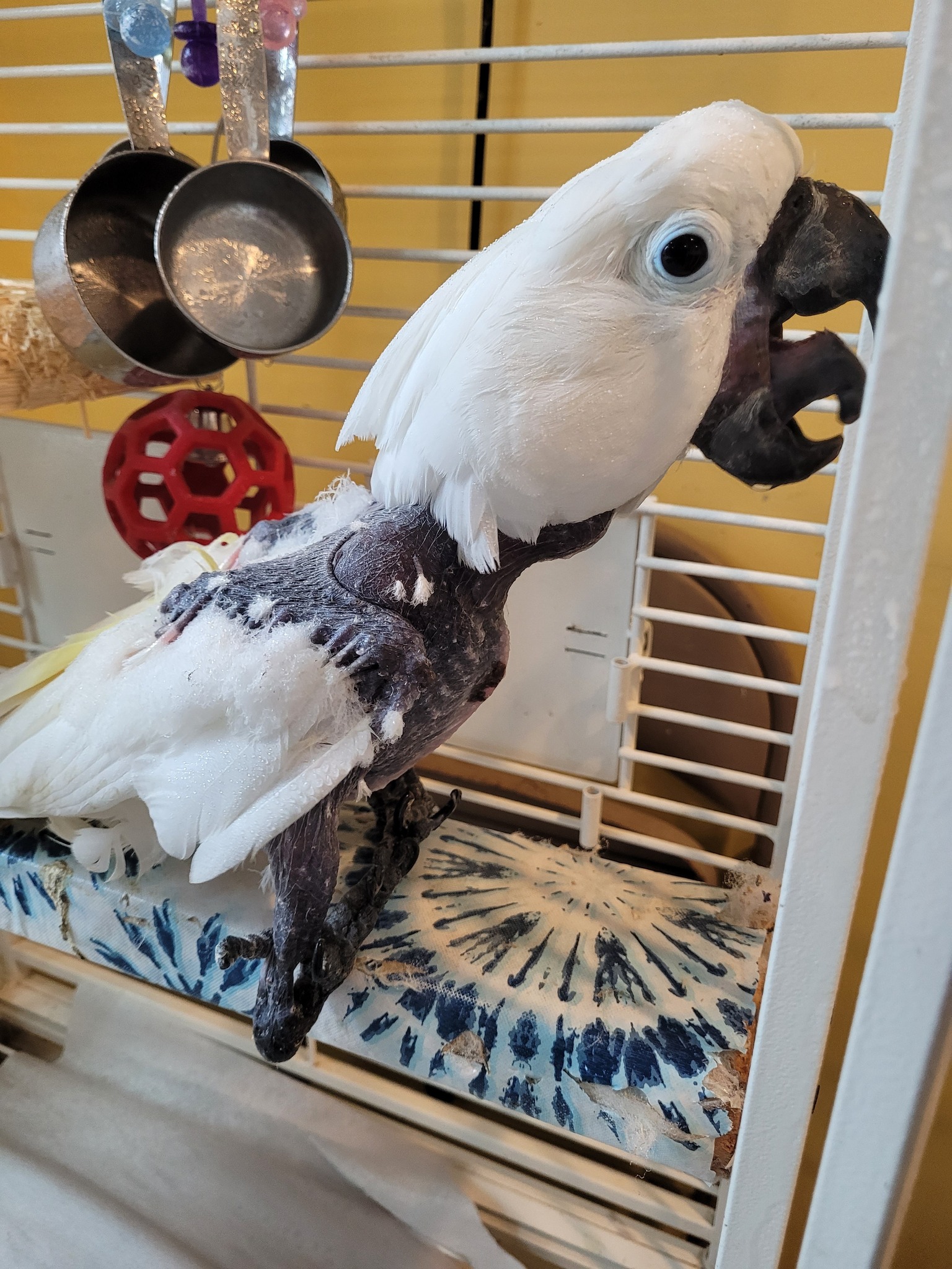 A Helping - Booboo | Facebook