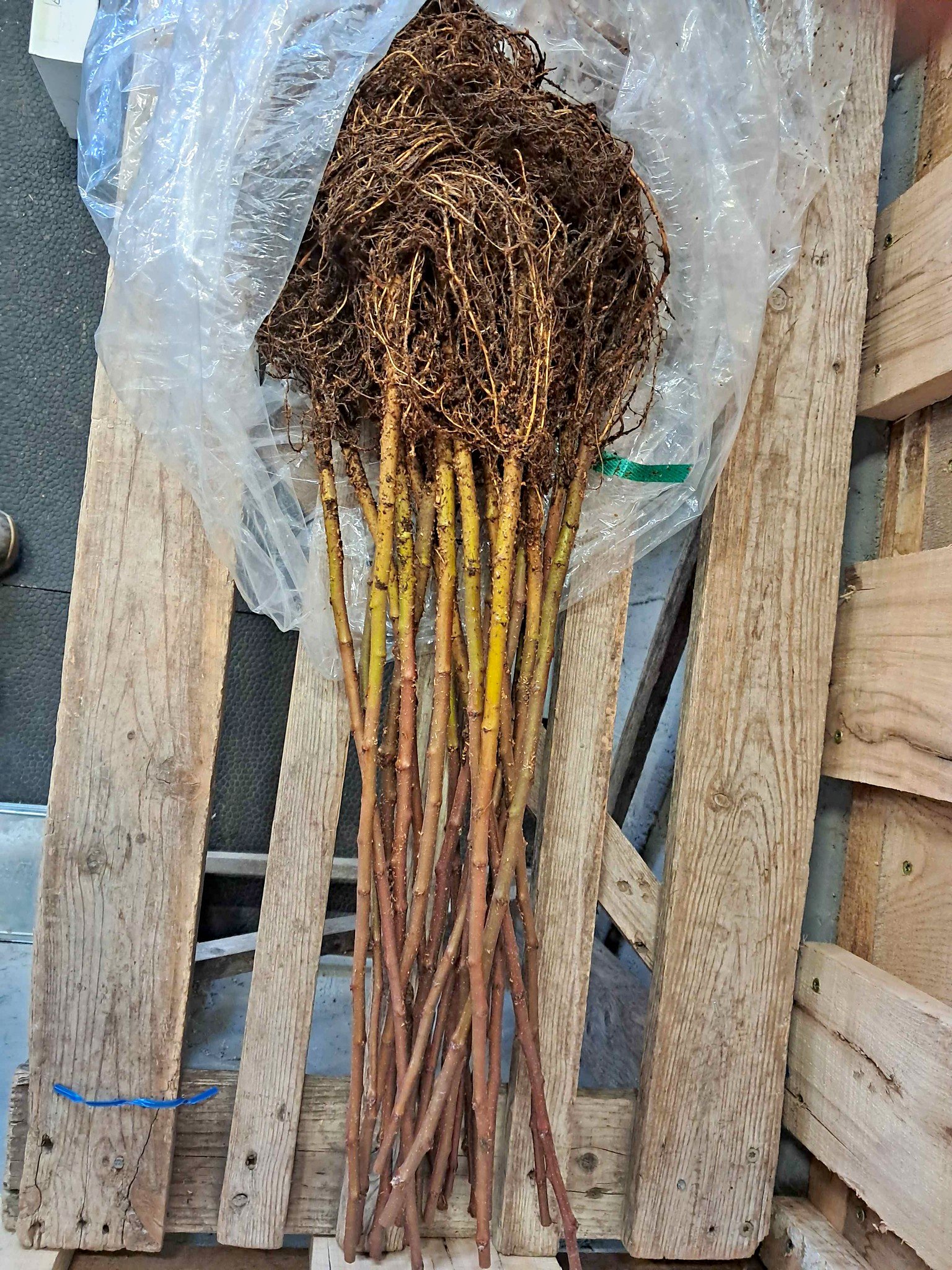 Apple rootstock - Plants & Seedlings - Belmont, Wisconsin | Facebook ...