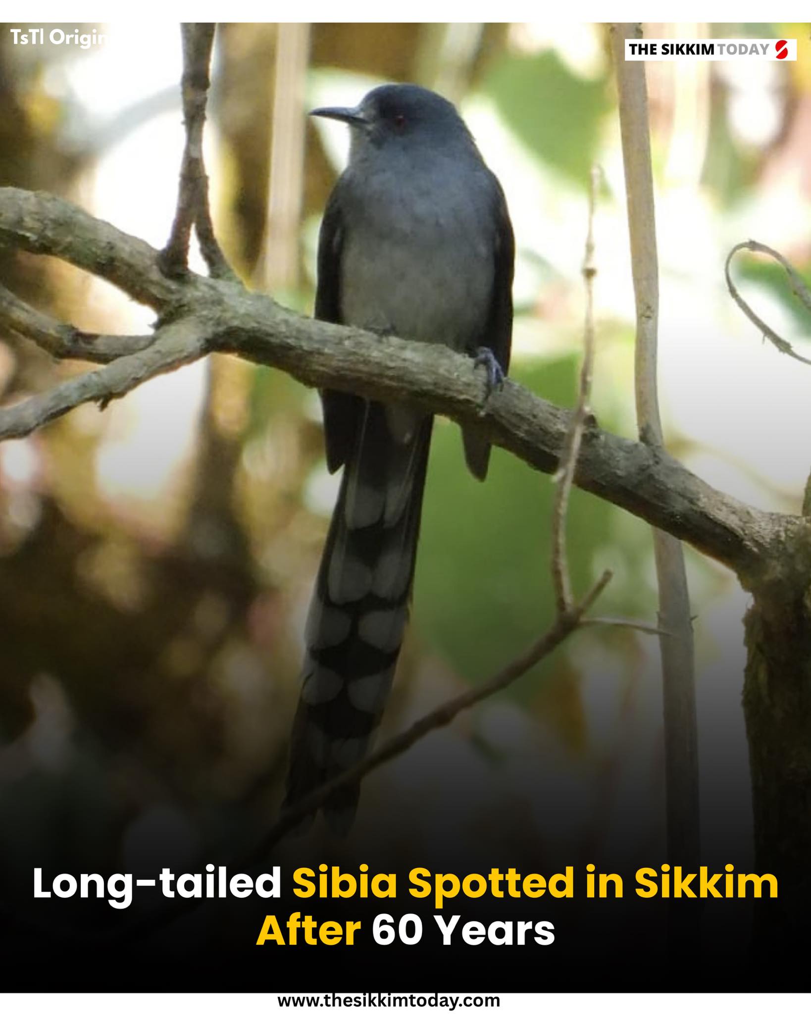 The Sikkim - Long-tailed Sibia Spotted in Sikkim After 60 Years A flock ...