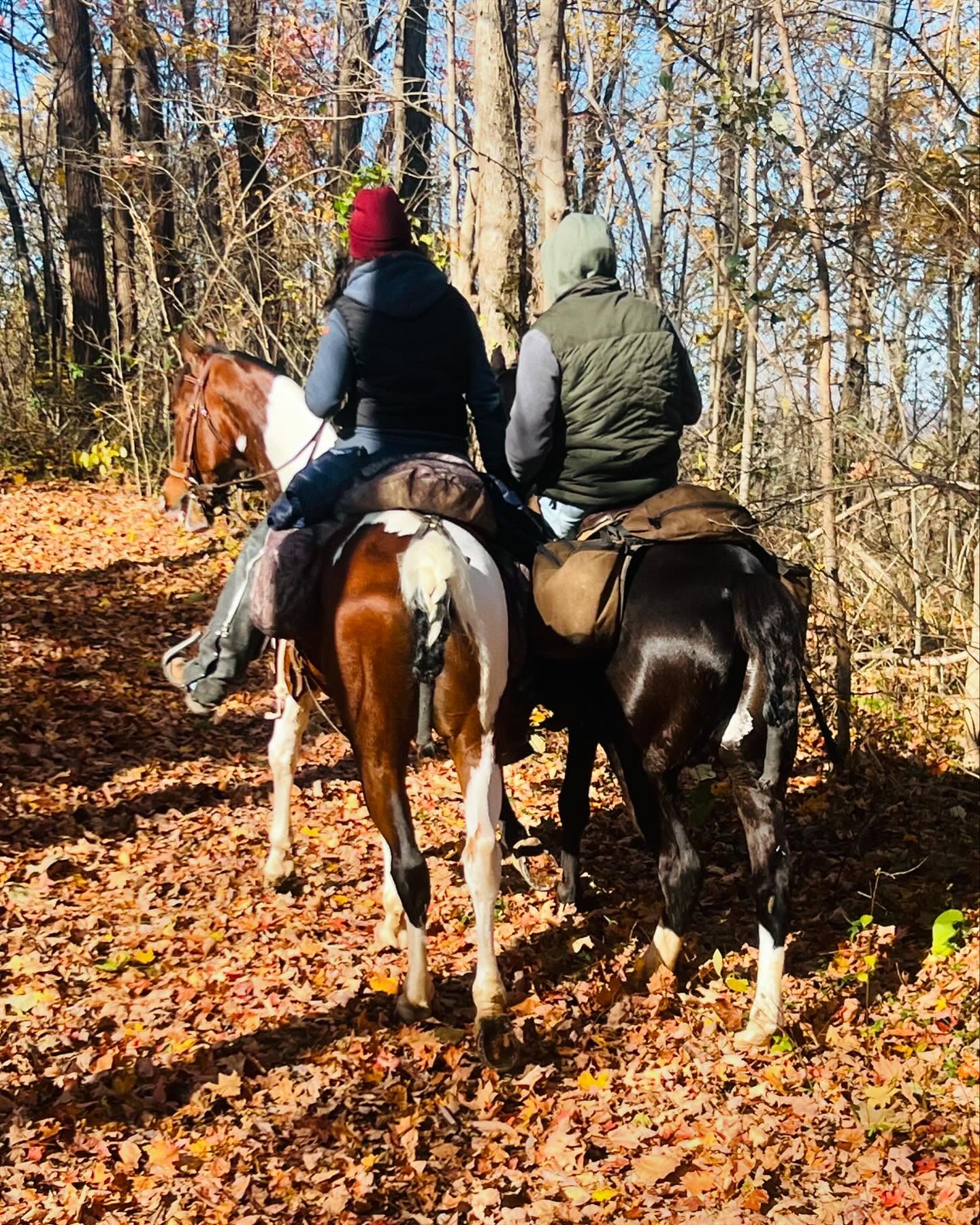 🍂🍁🐴 Show us your favorite fall trail riding picture of your TWH for a ...