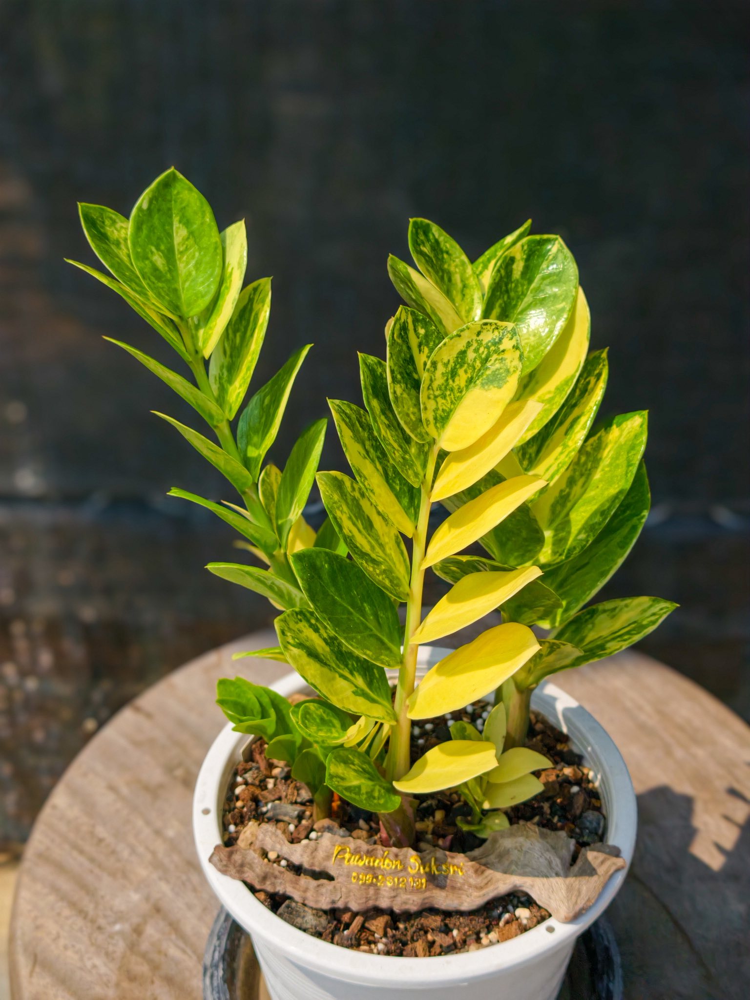 Midori variegated morning zz plant