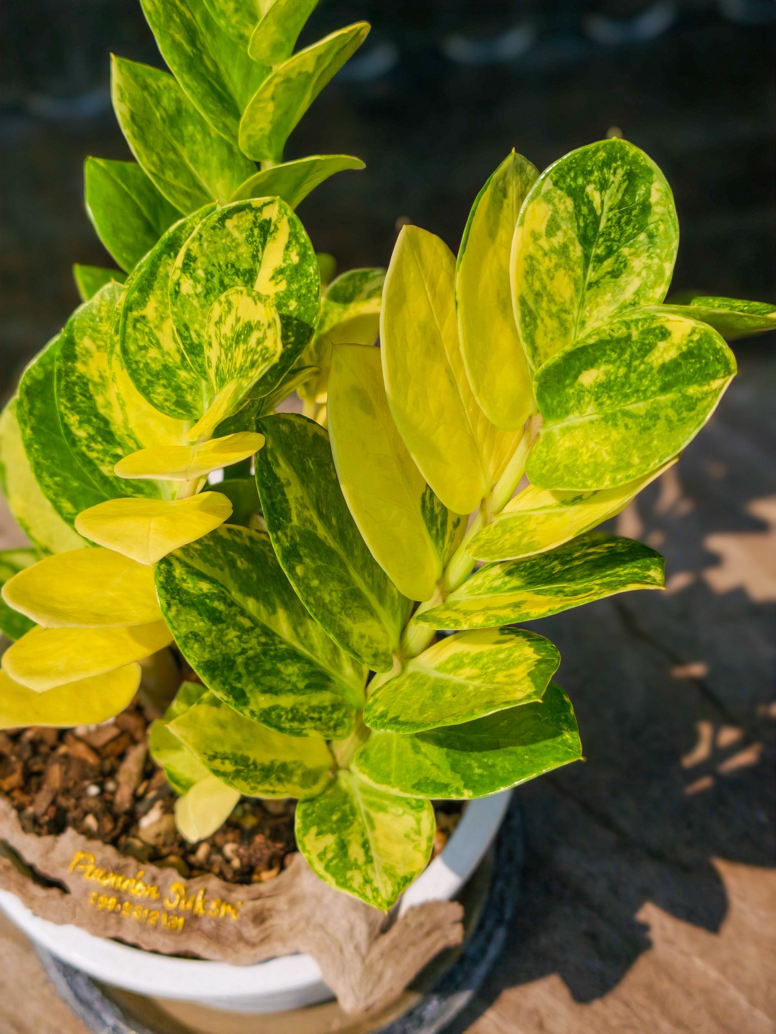 Midori variegated morning zz plant