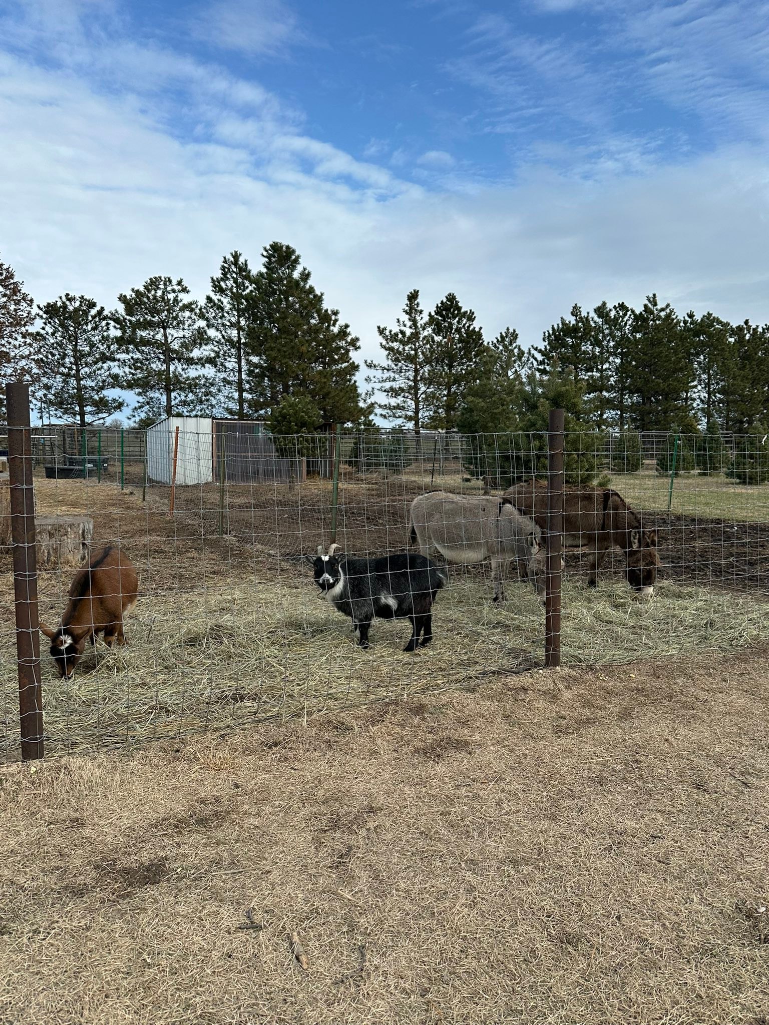 BEL Tree Farm | Salina KS