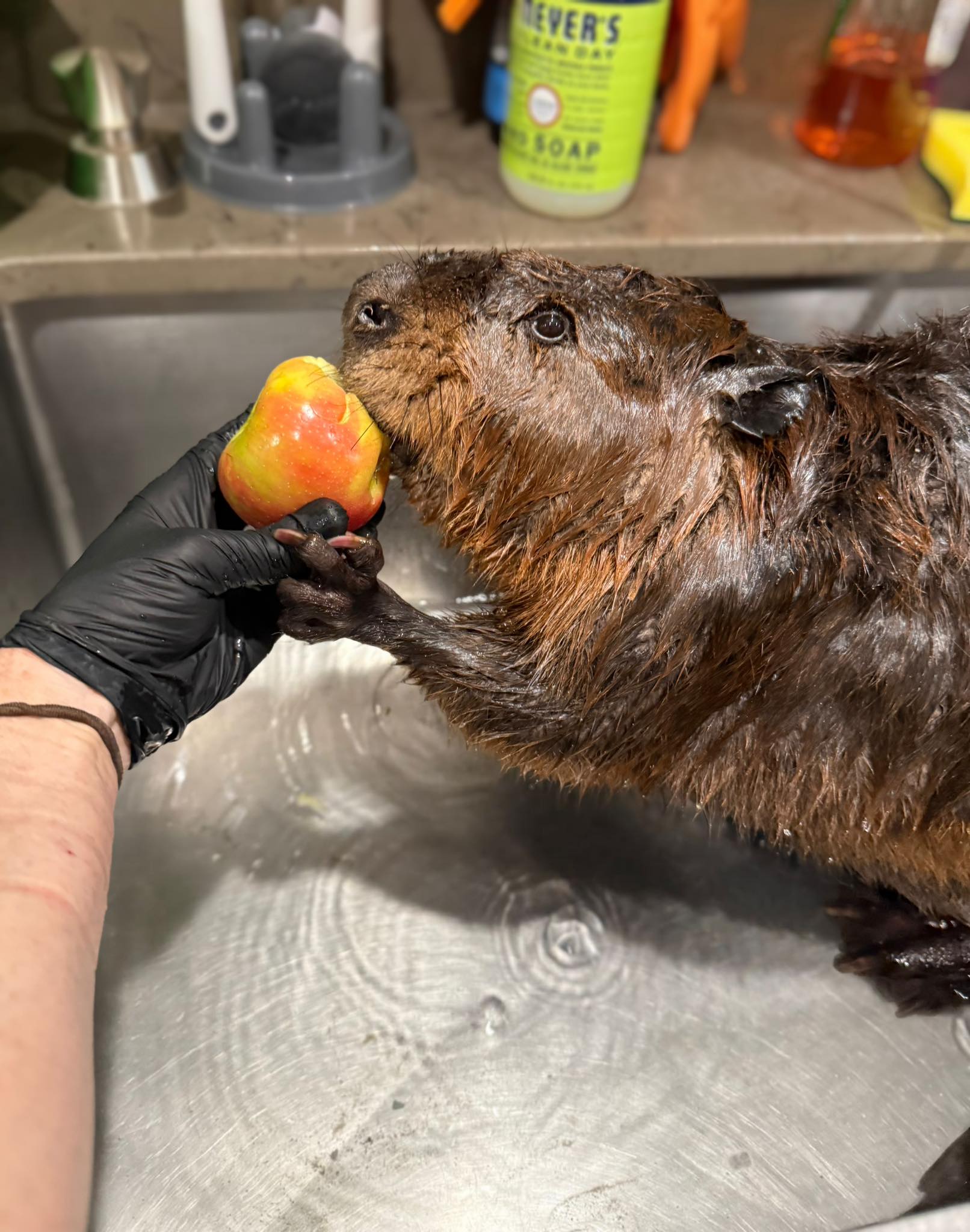Newhouse - Beavers rely on water for many things - one of which is to ...