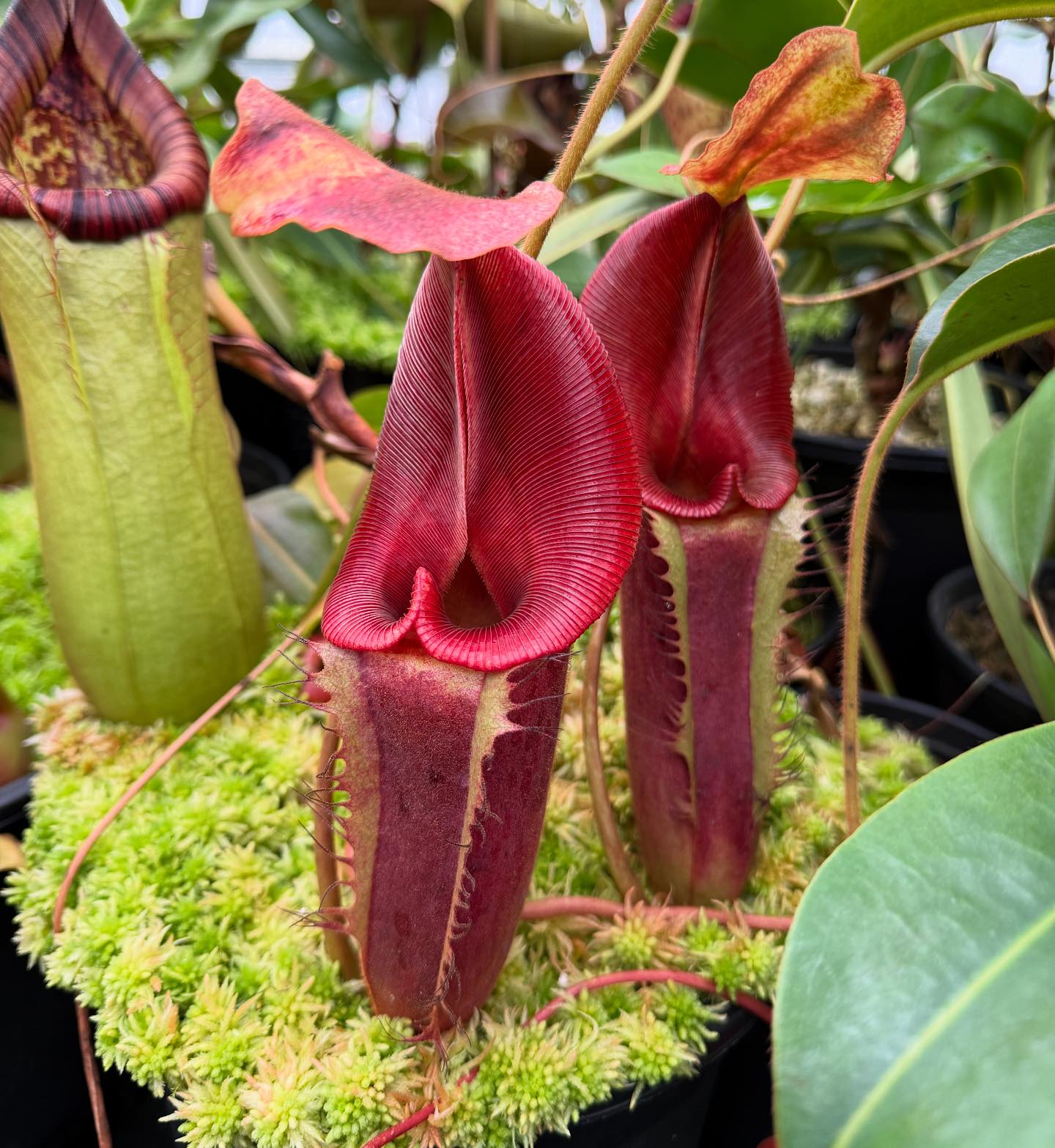 I really like this N. [(Rokko 'Exotica' x boschiana) x veitchii] x