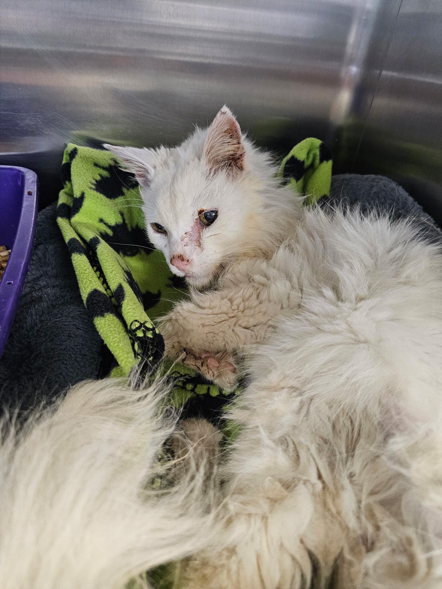 🐾 Meet Sam — our... - Columbus Lowndes Humane Society | Facebook