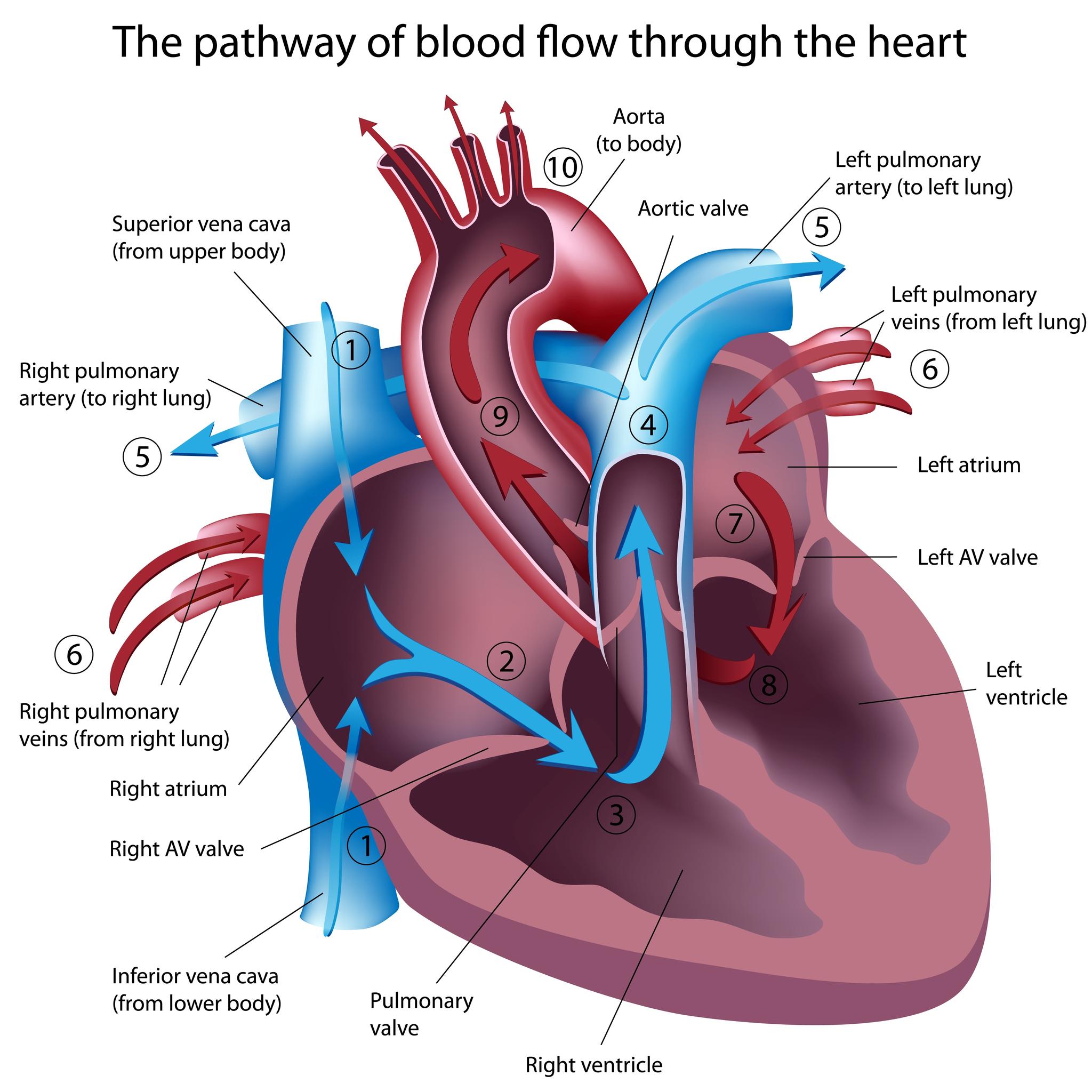 medictests-pathway-of-blood-through-the-heart-deoxygenated-blood
